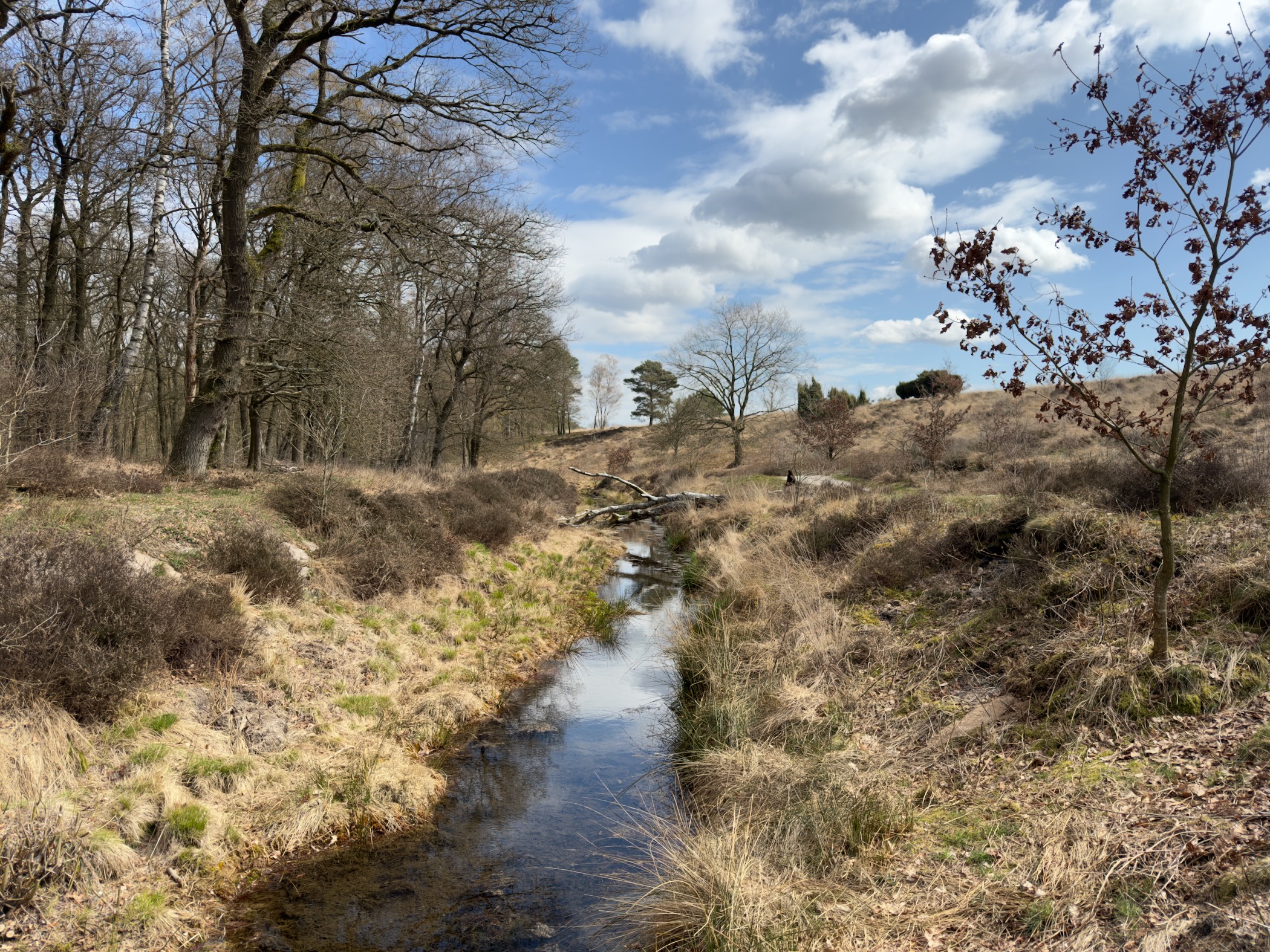 Stream flowing through heathland with bare trees and dramatic clouds