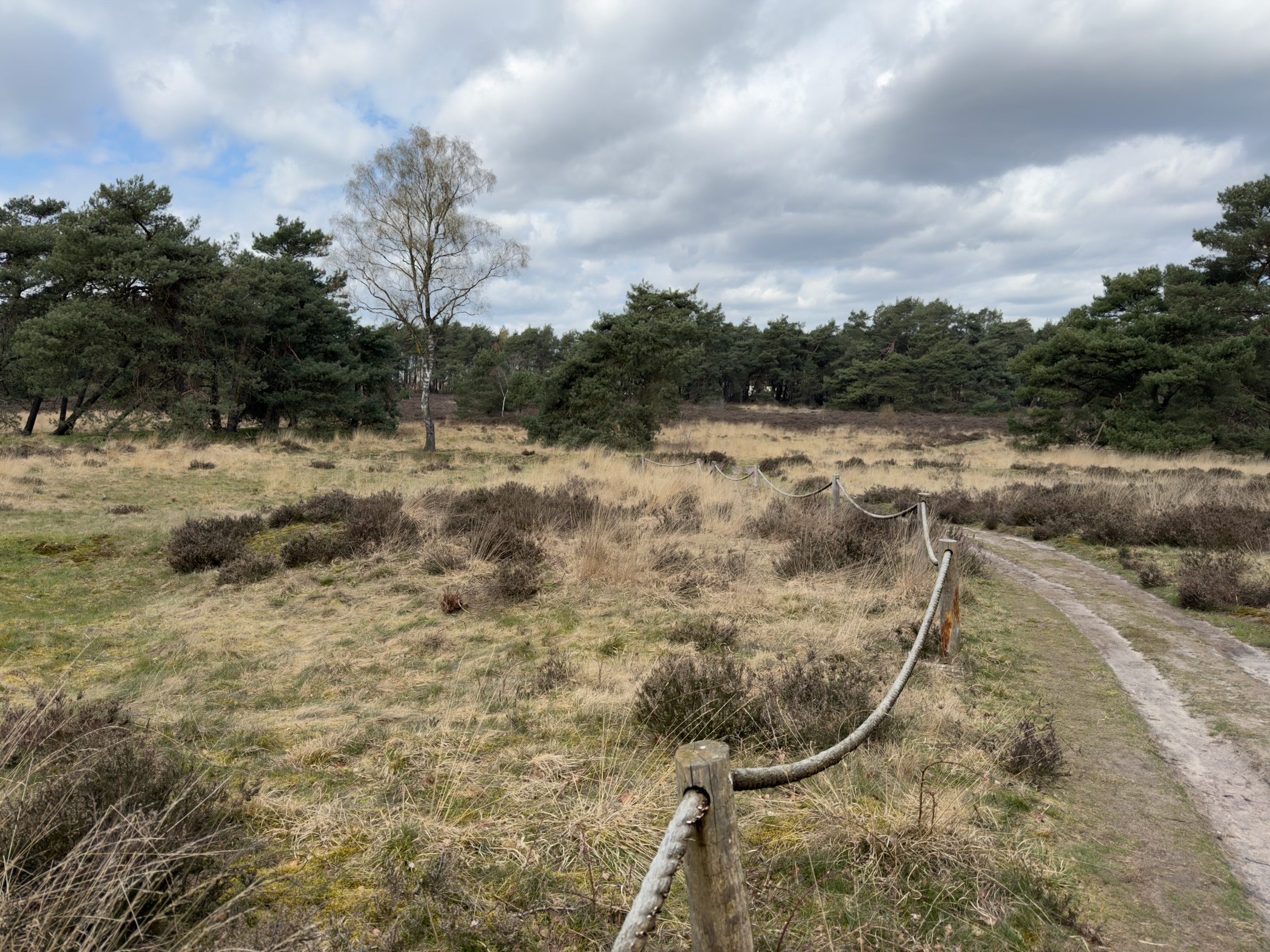 Fenced heathland path with pine trees and dry grass