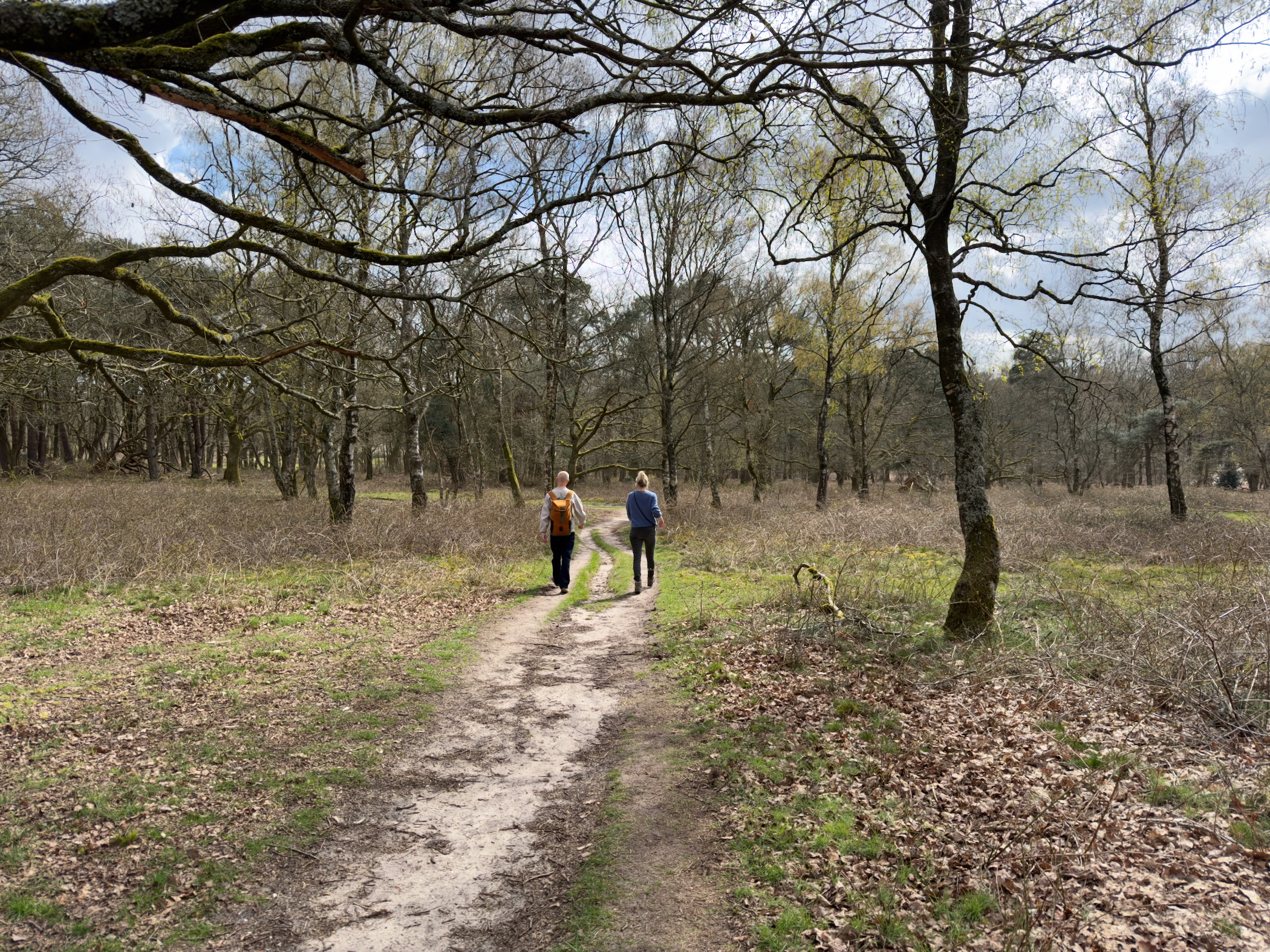 Two hikers walking a sandy trail through open oak woodland