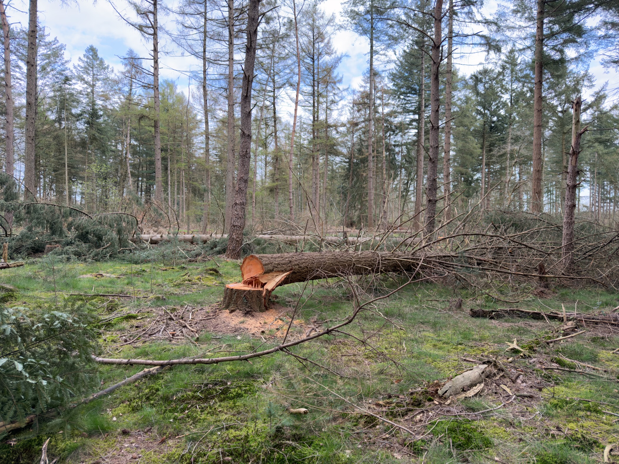 Recently felled trees and logging debris in a pine forest