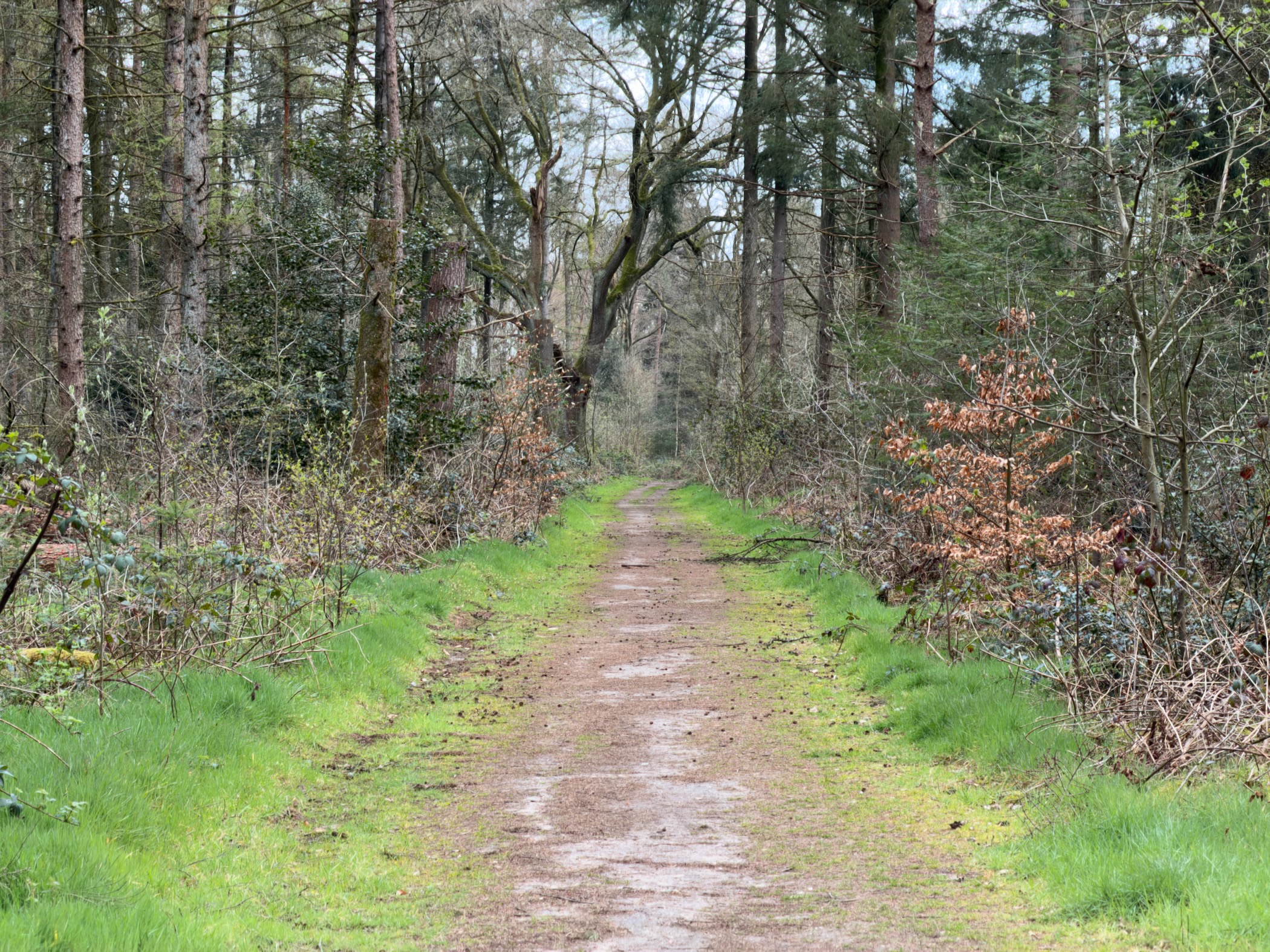 Grassy forest track between hedgerows and trees