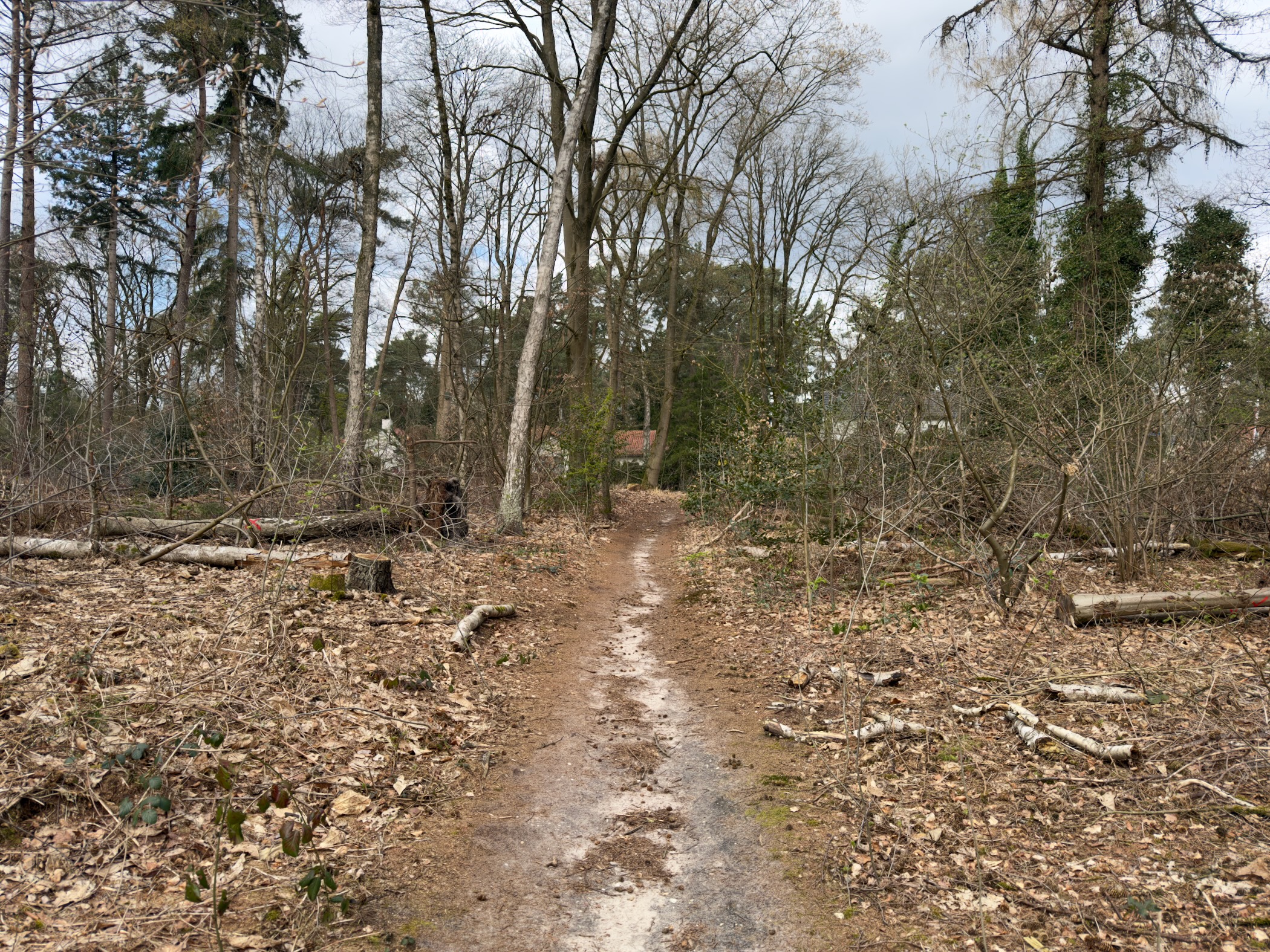 Muddy trail through a cleared area of woodland with debris