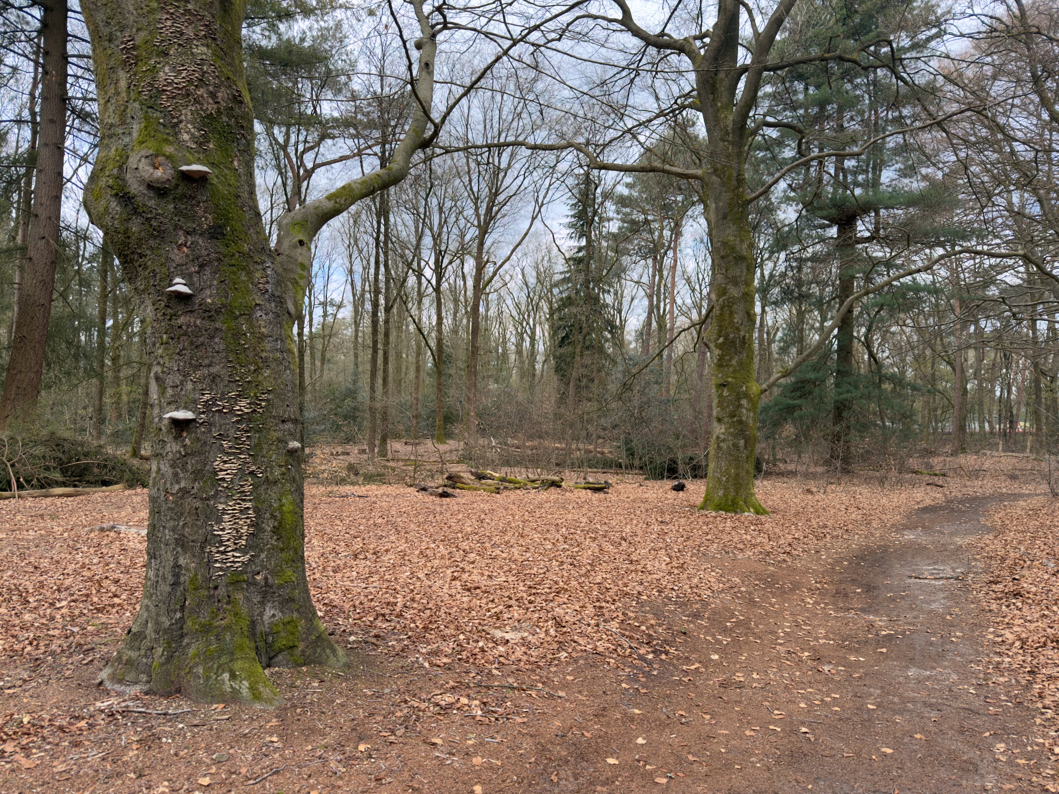 Forest clearing with old oak trees and bracket fungi on the bark