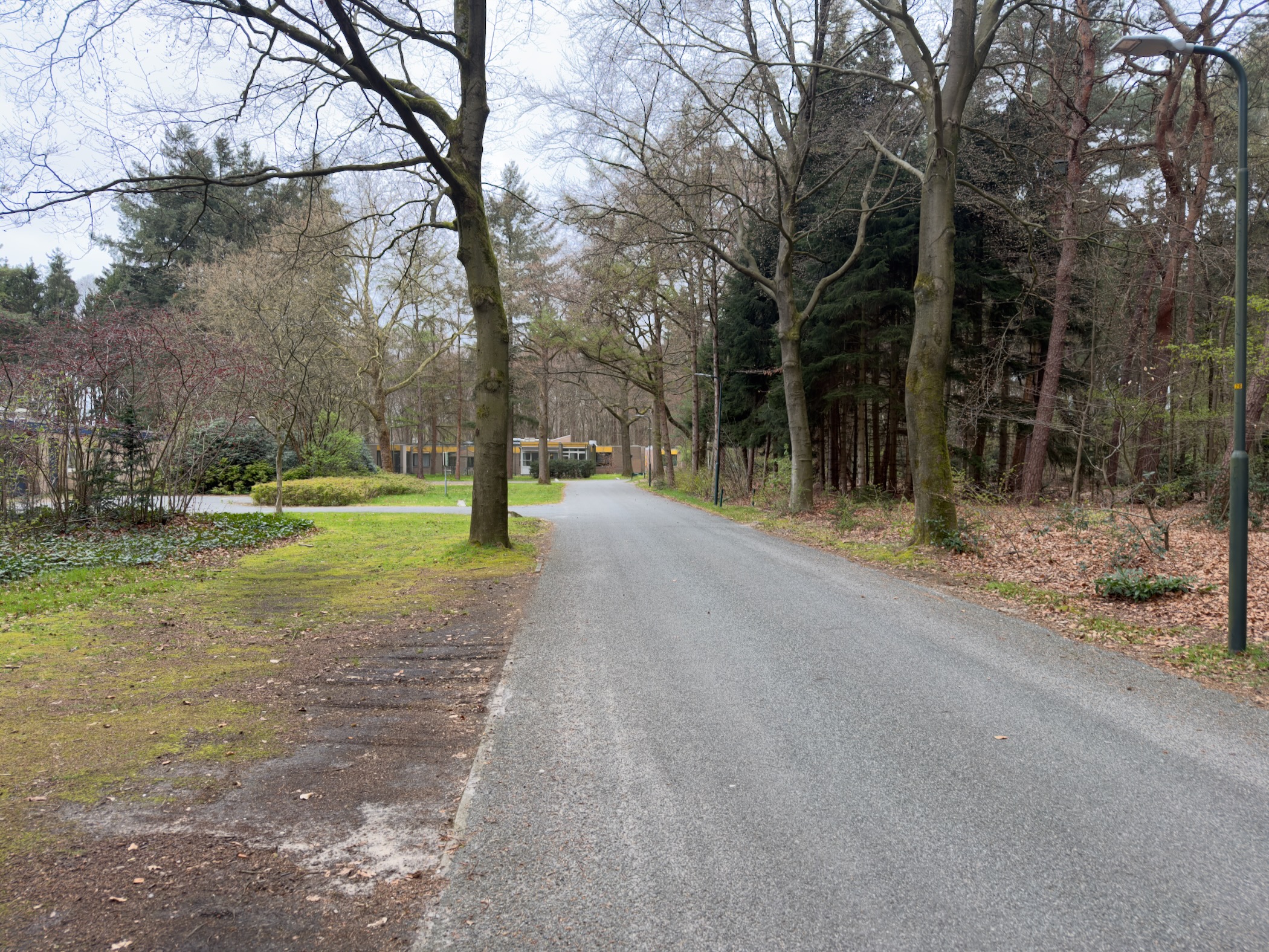 Quiet road through a wooded residential area in Wolfheze