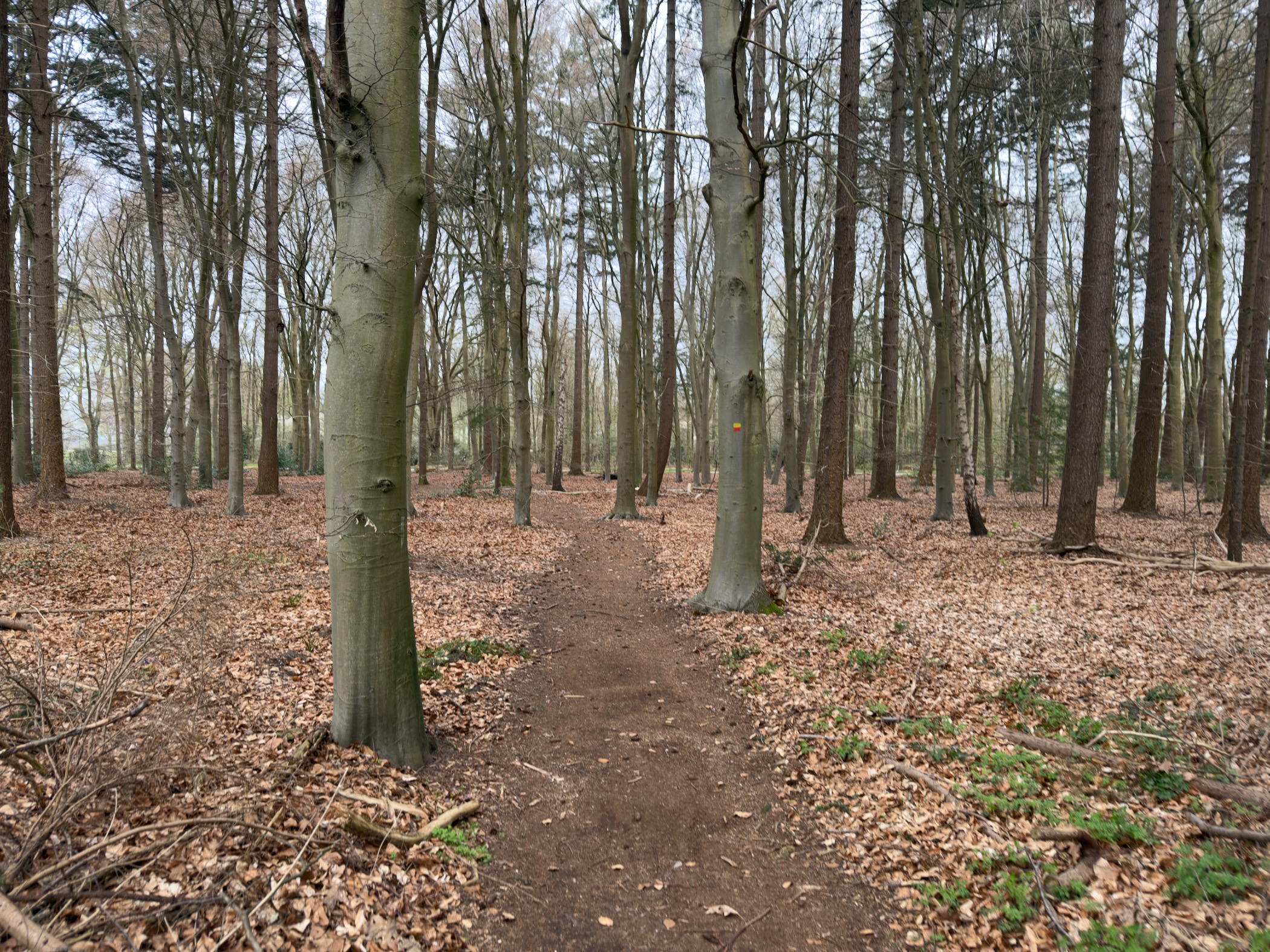 Narrow trail through a beech forest with a carpet of fallen leaves