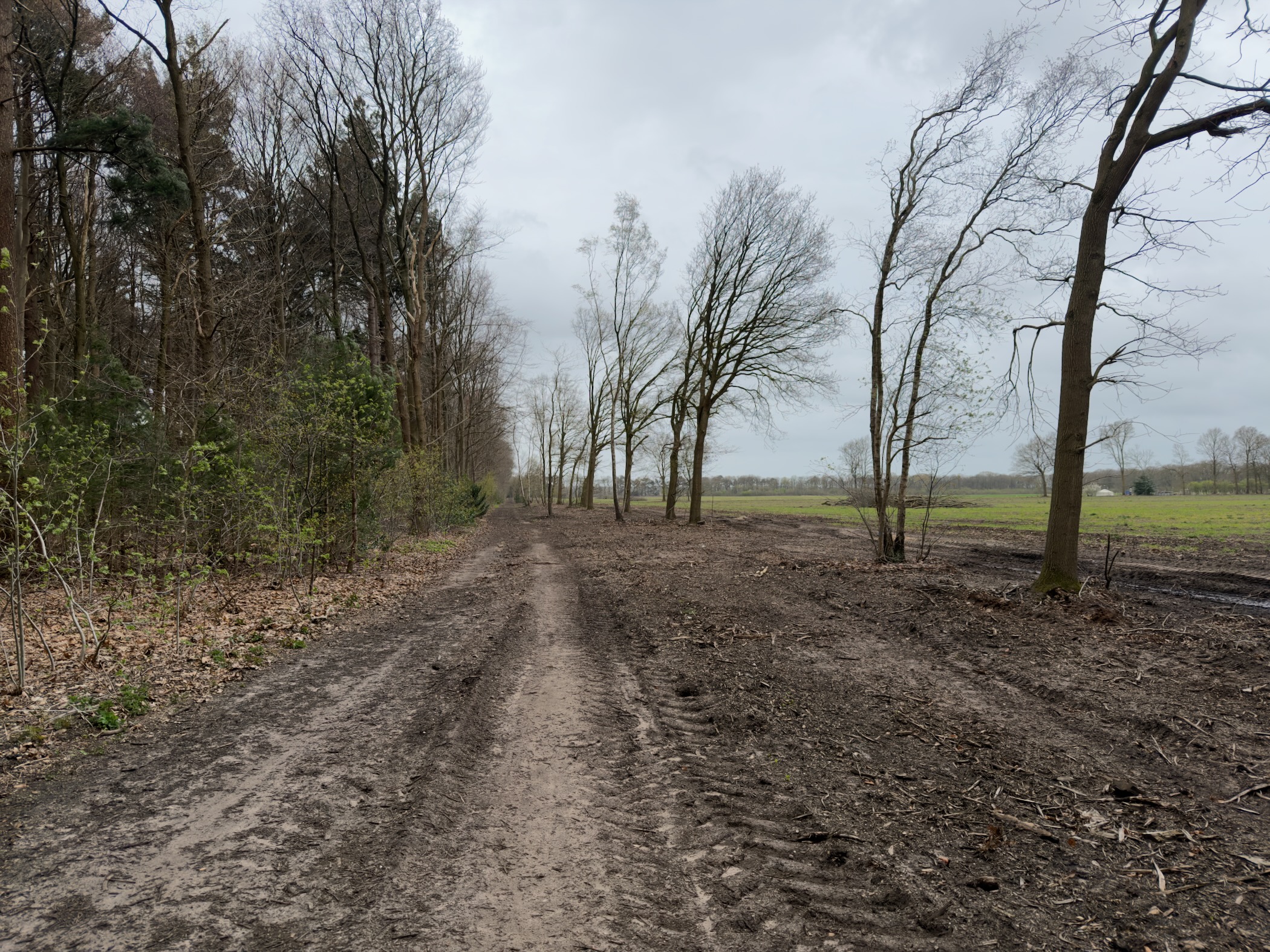 Muddy track along the edge of woodland and an open field under overcast skies