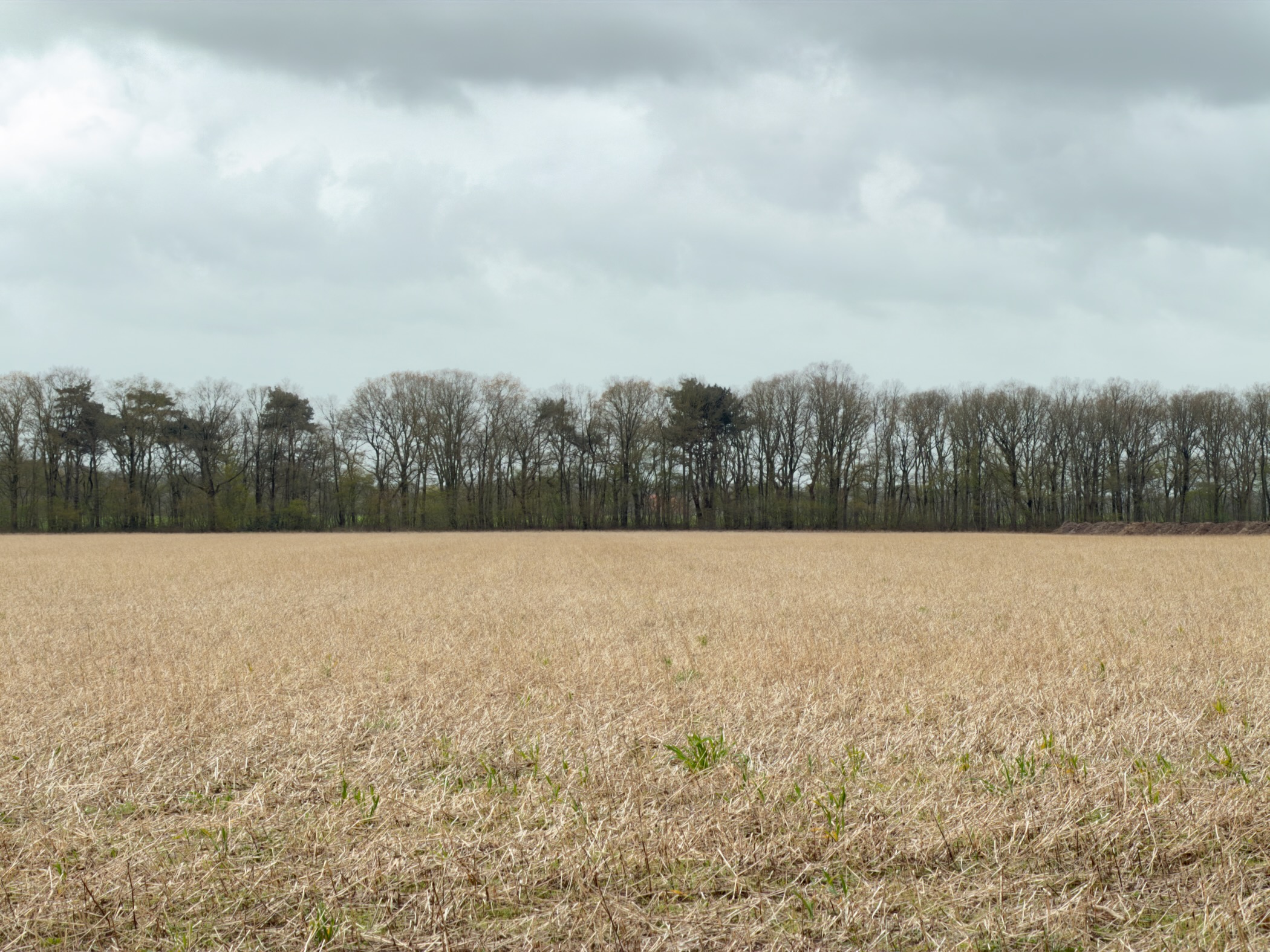 Stubble field with a tree line on the horizon under an overcast sky