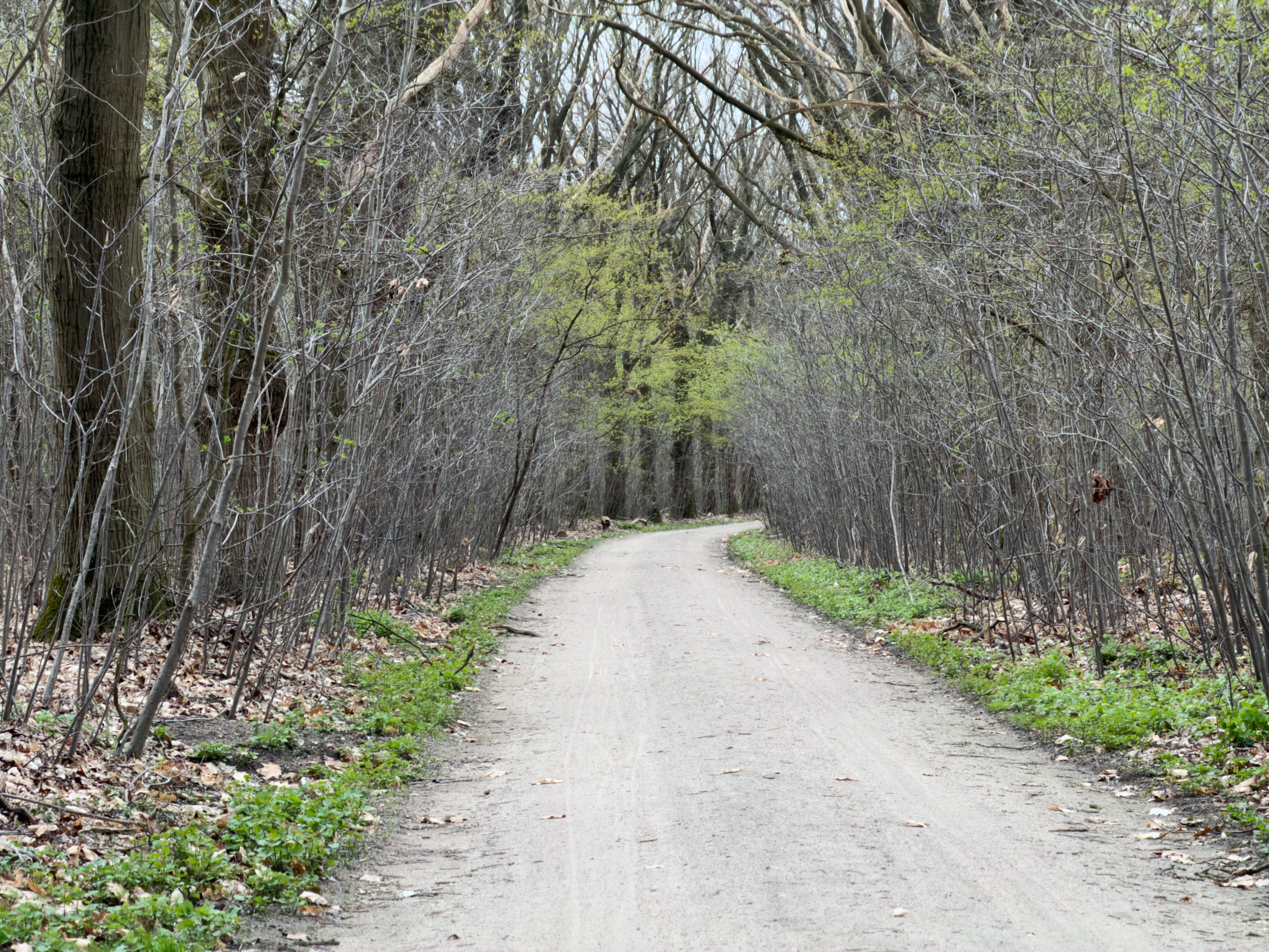 Gravel path through a tunnel of young trees with fresh green leaves