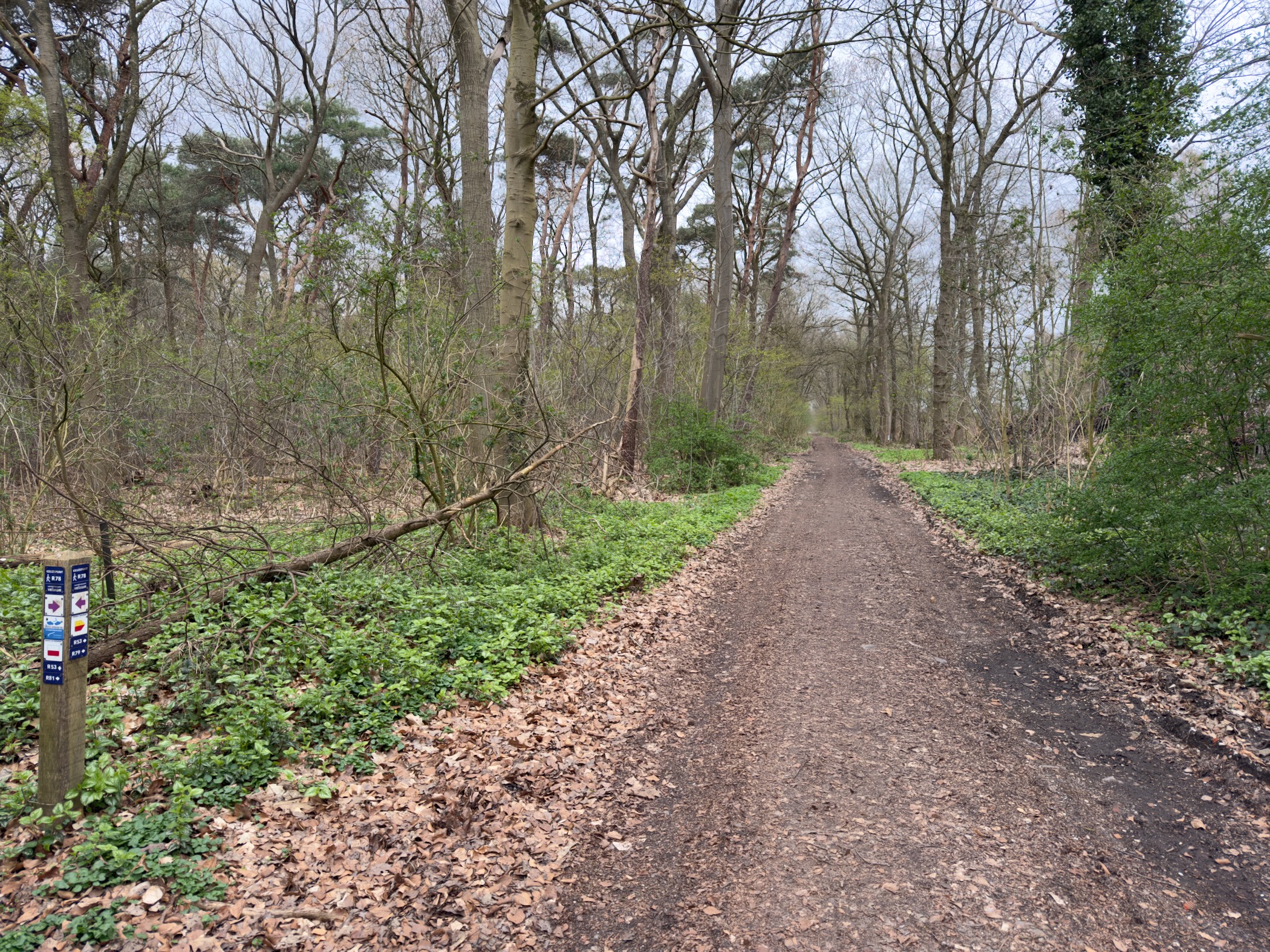Forest path with a waymark post through woodland with green ground cover