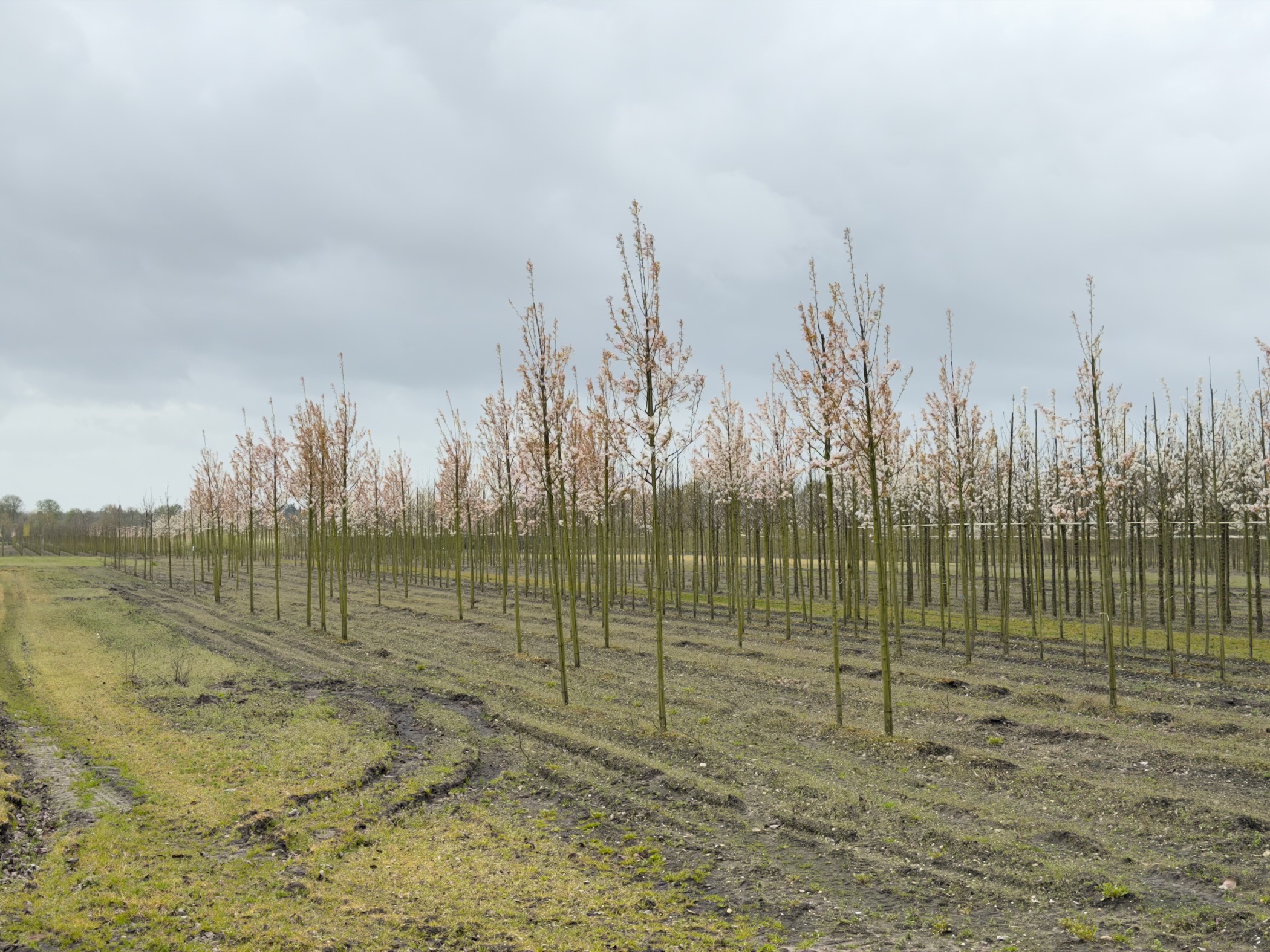 Rows of young ornamental trees in blossom at a tree nursery