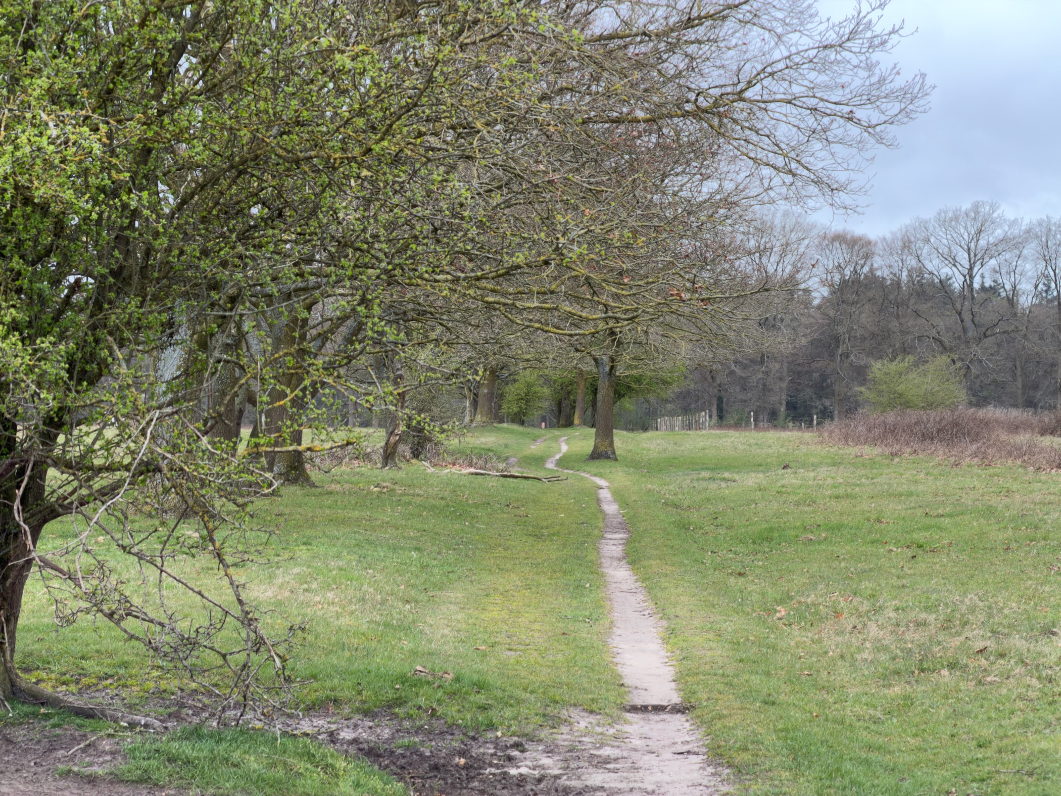 Narrow path winding through a green meadow under spreading oak trees