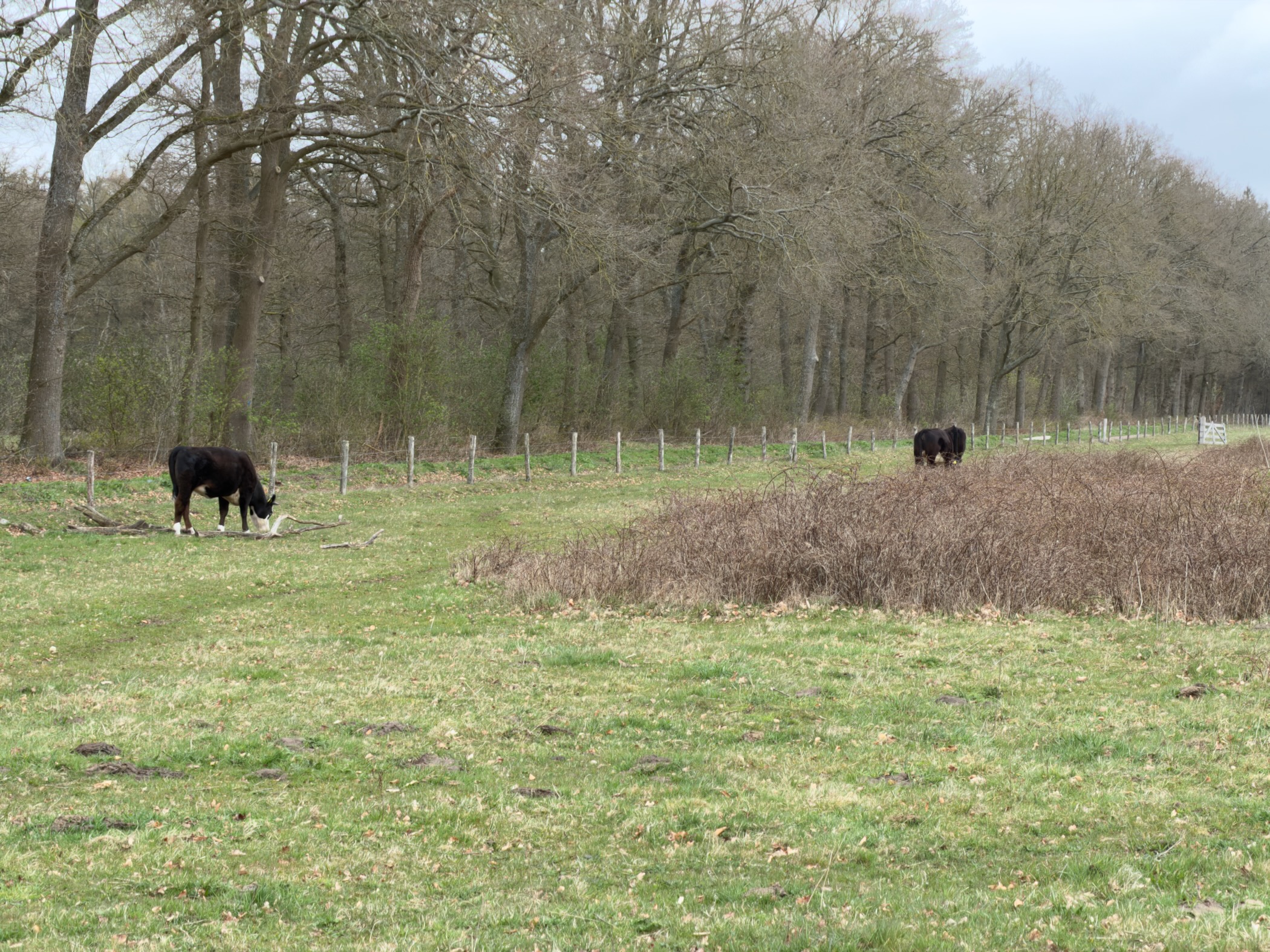 Black cattle grazing in a fenced pasture with woodland behind