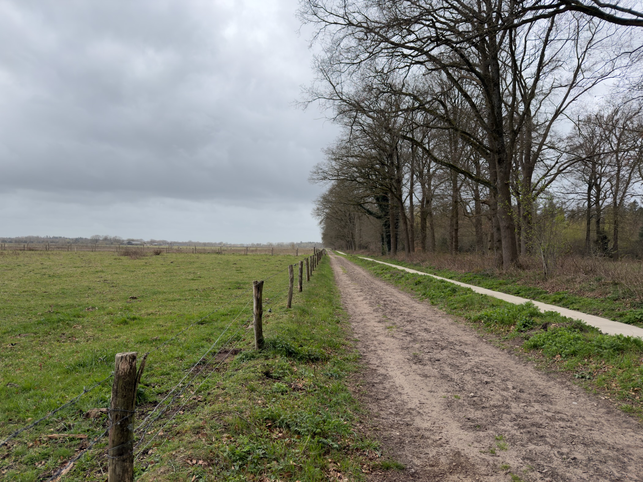 Dirt track along a fenced meadow toward a row of bare oak trees