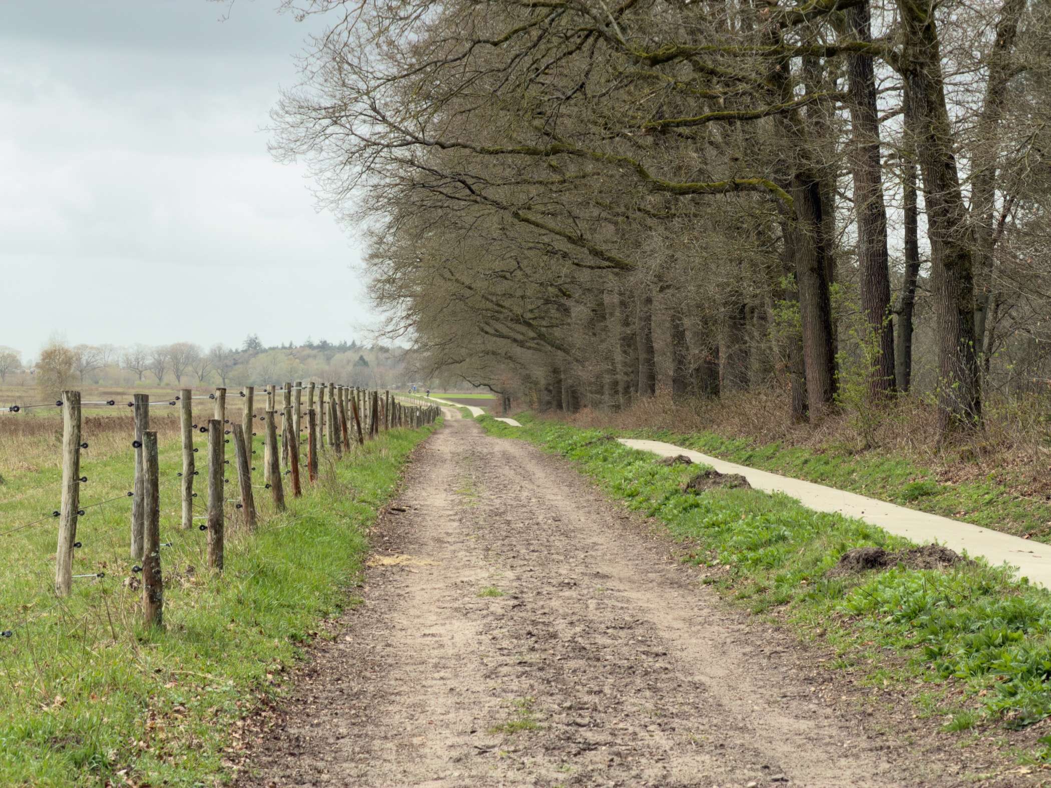 Fenced dirt track curving alongside a meadow lined with bare oak trees