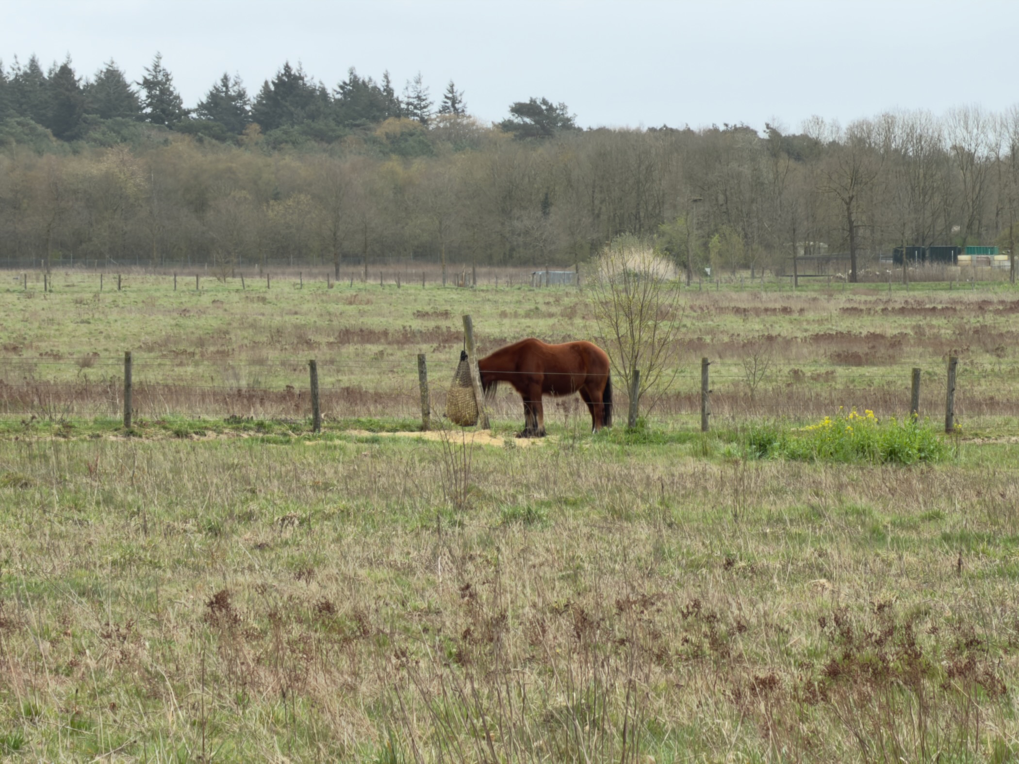 Brown horse grazing in a fenced meadow with woodland in the background