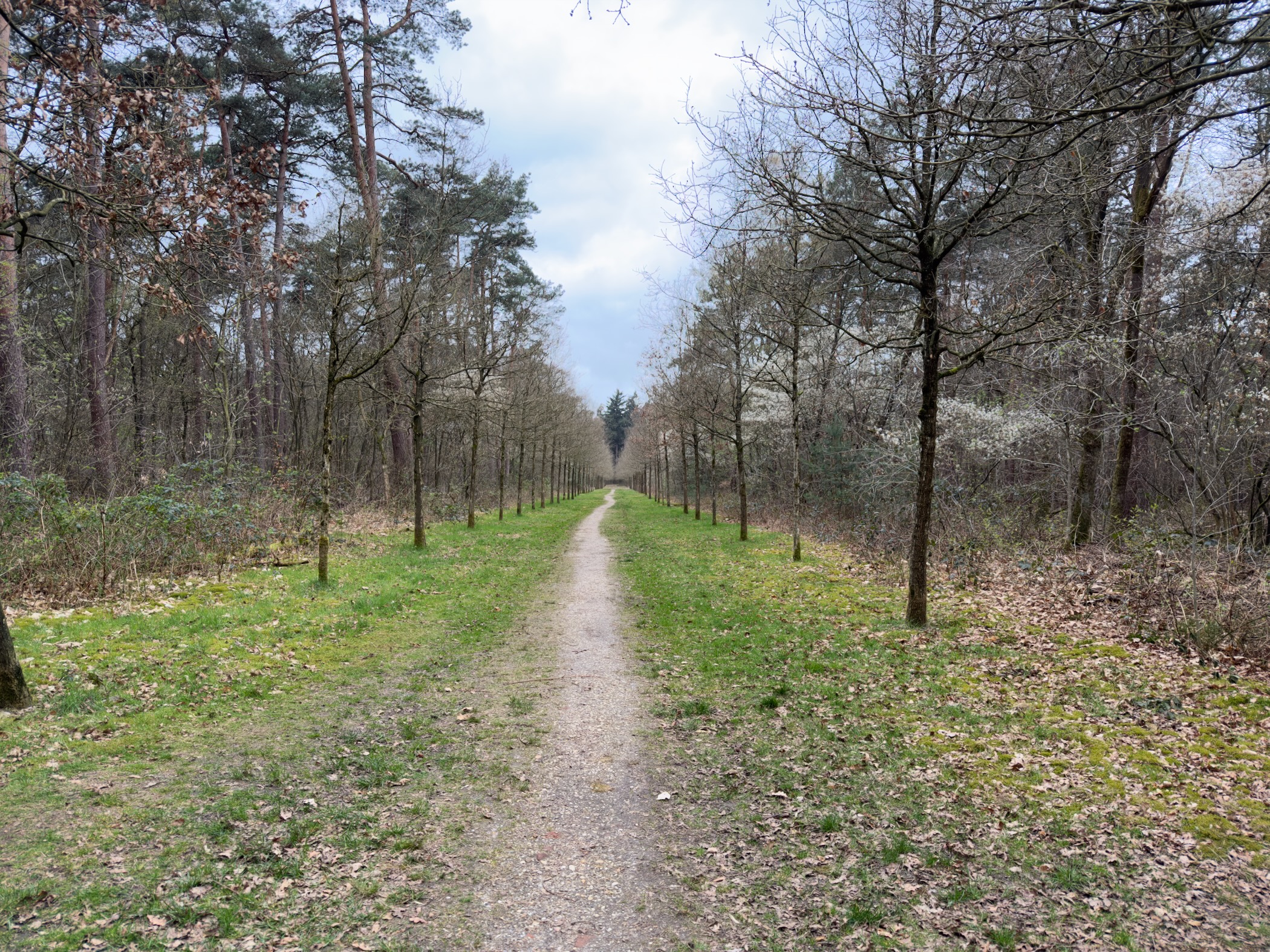 Straight path through open woodland with early spring foliage