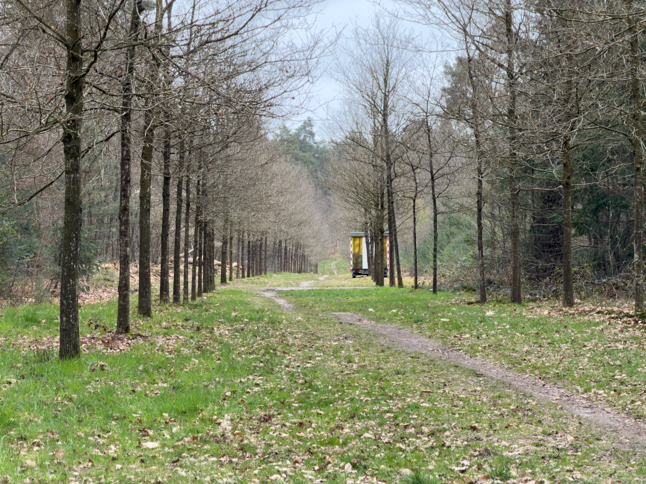 Tree-lined grassy path leading to a wildlife observation hide