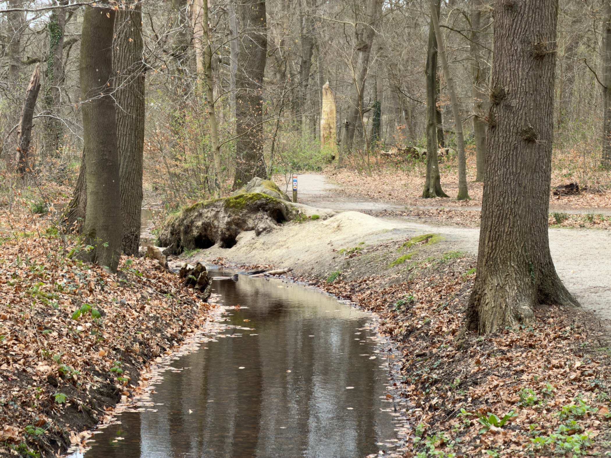 Stream winding through bare woodland alongside a sandy path