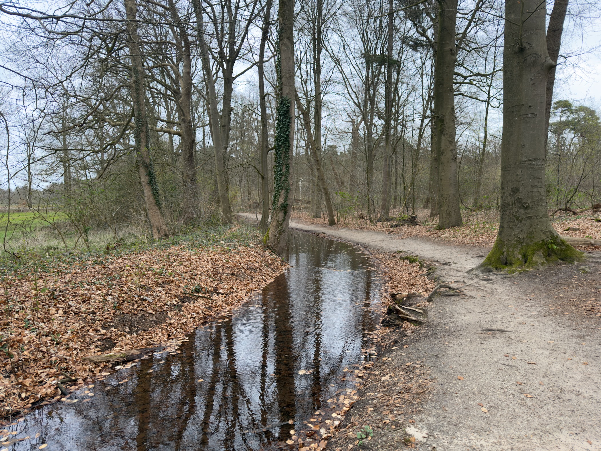 Puddle reflecting trees along a sandy path through woodland