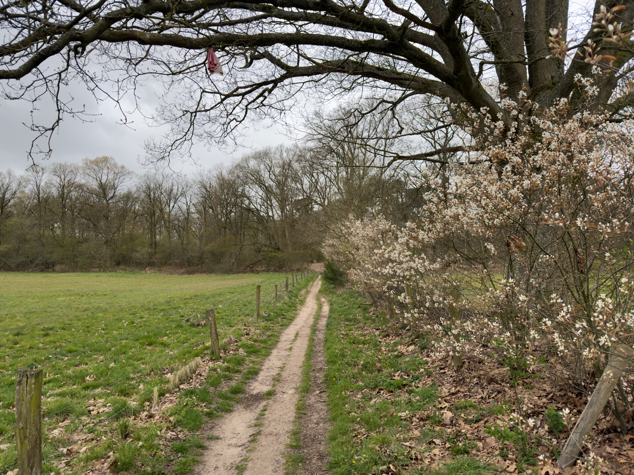 Dirt track along a meadow with blooming serviceberry bushes and a large oak tree