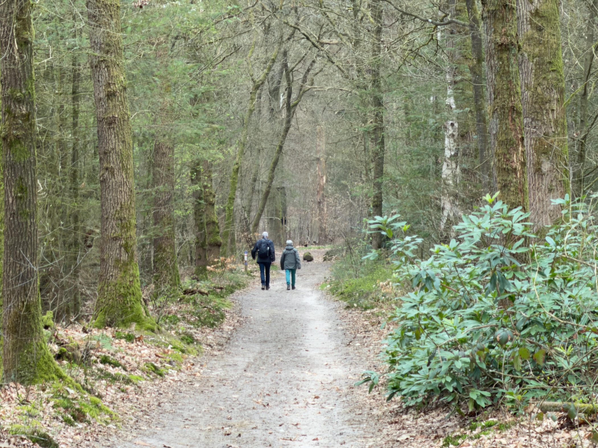 Two hikers walking through a green forest with moss-covered trees and rhododendrons