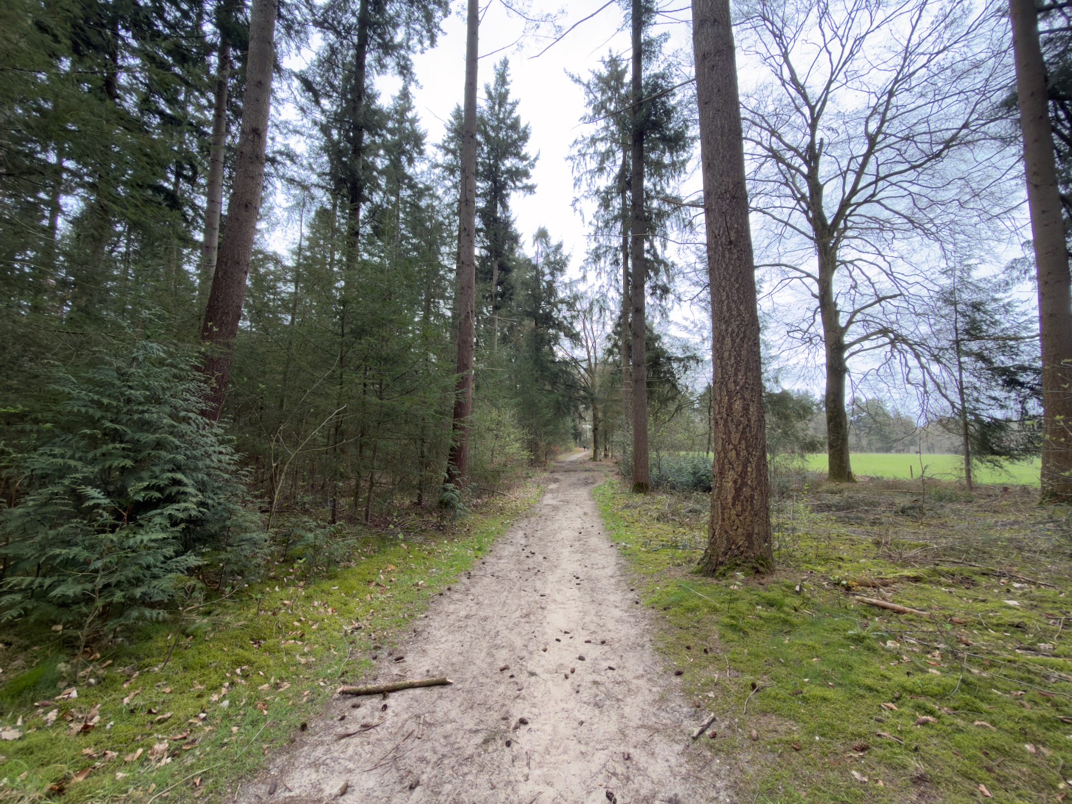 Sandy path through mixed conifer and deciduous forest