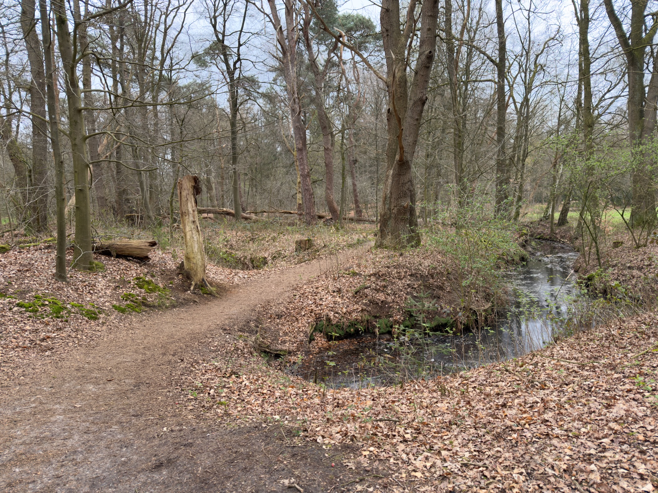 Forest trail alongside a small stream with fallen leaves