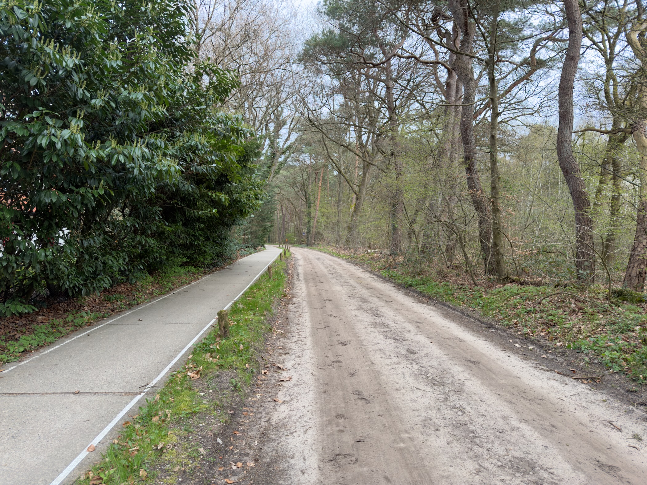 Road with pavement and rhododendron bushes through woodland