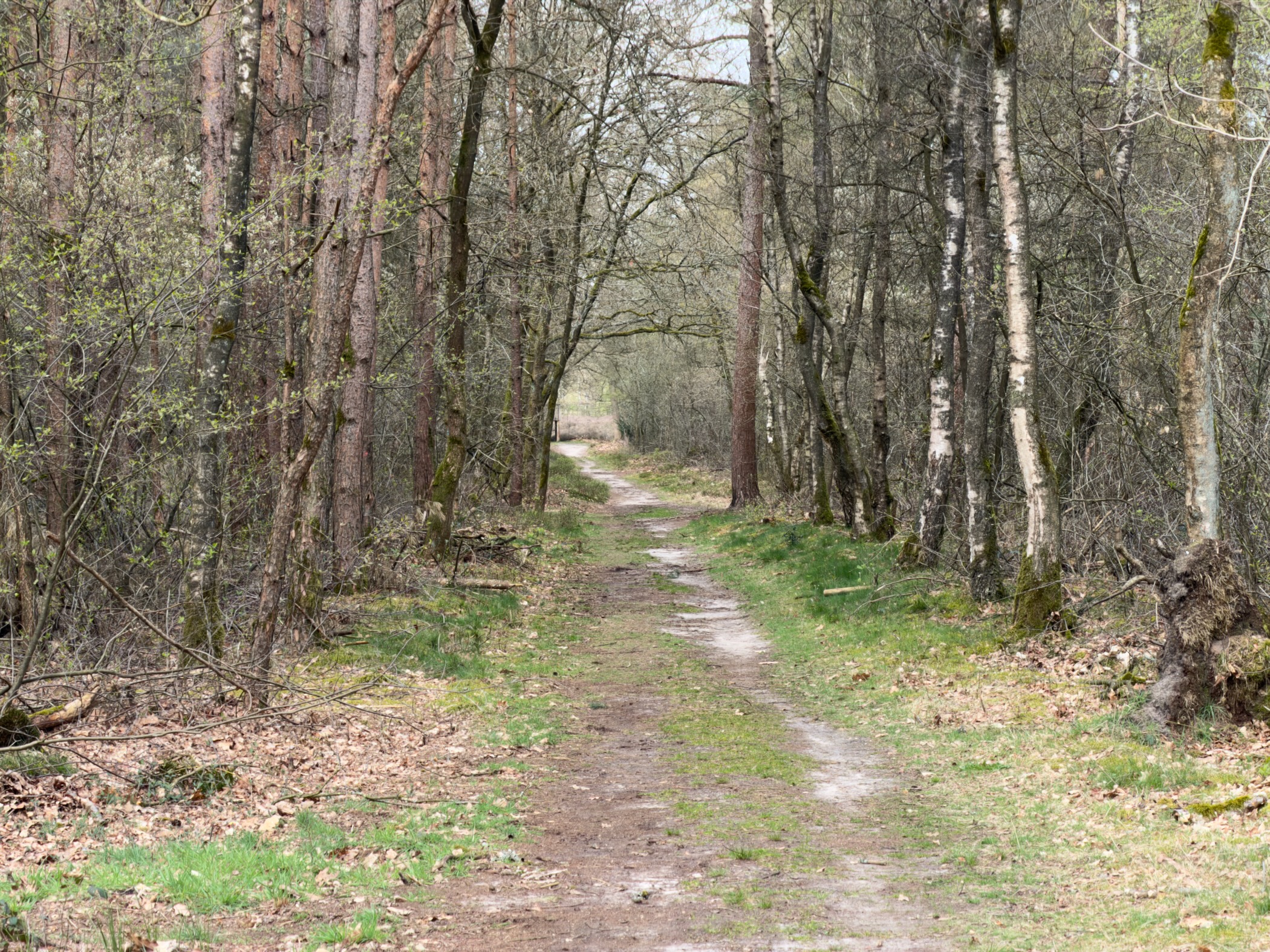 Trail through birch and pine woodland