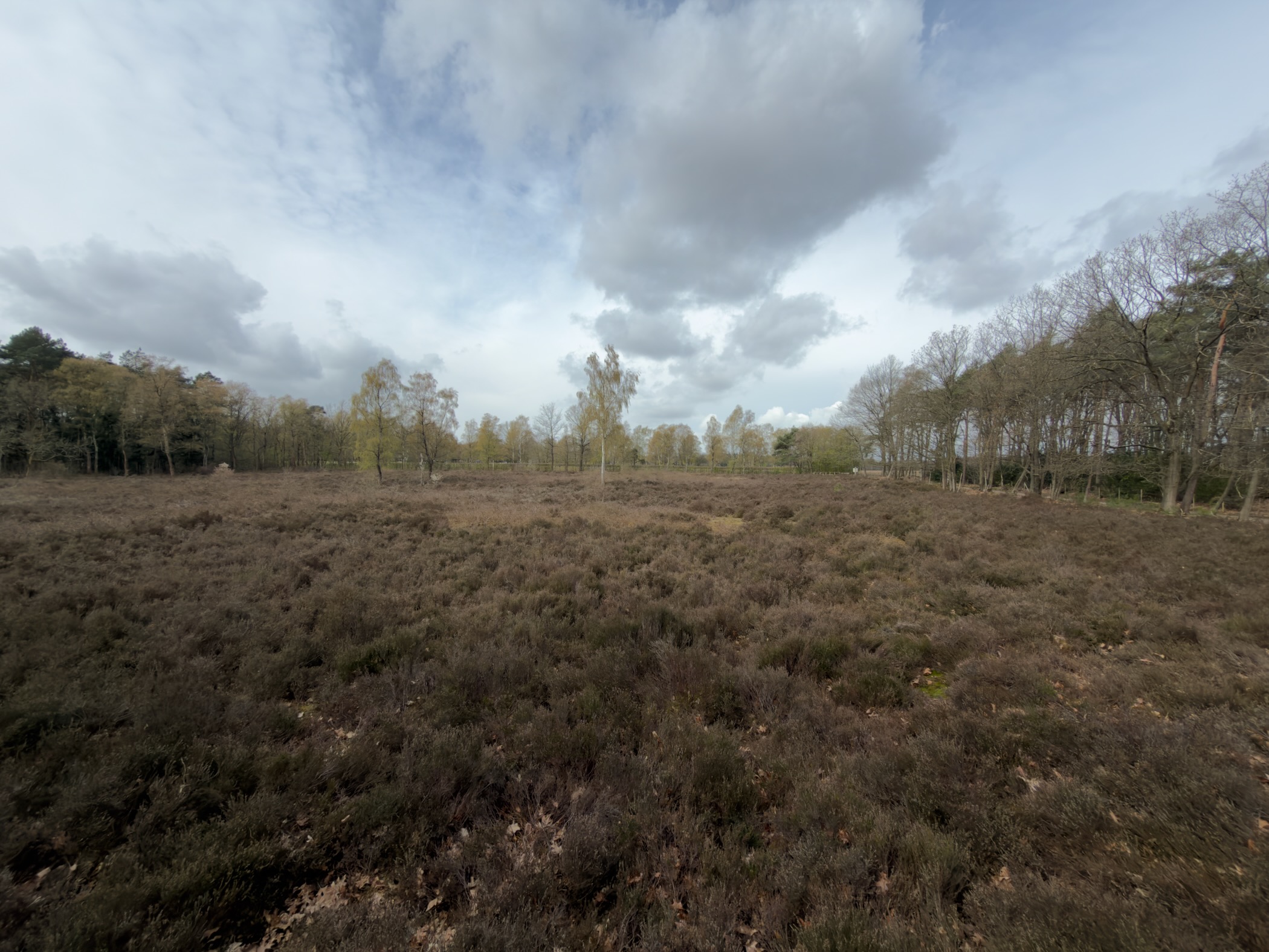 Wide heathland with birch trees and dramatic clouds