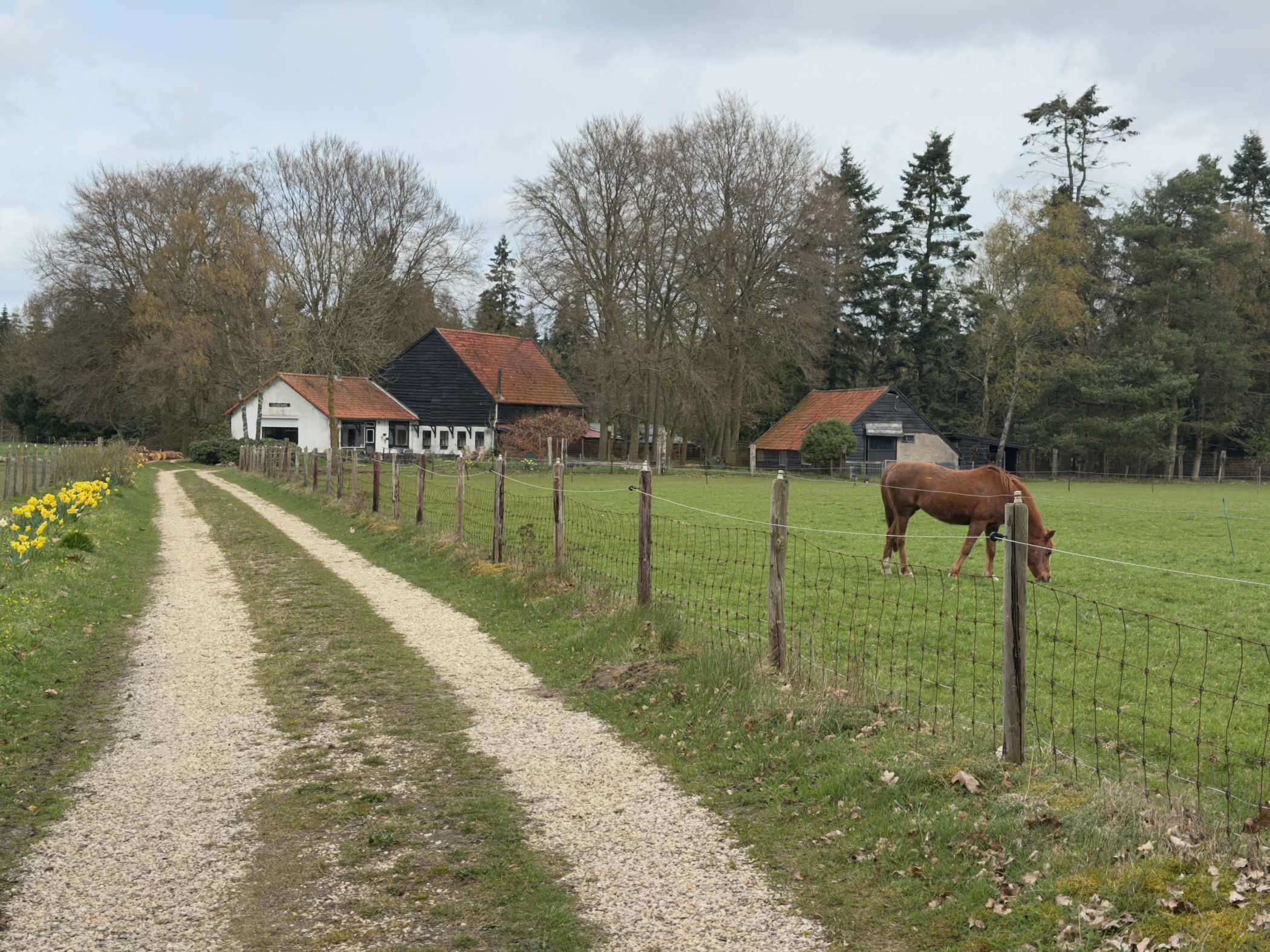 Gravel track leading to a farmhouse with a horse in a fenced paddock