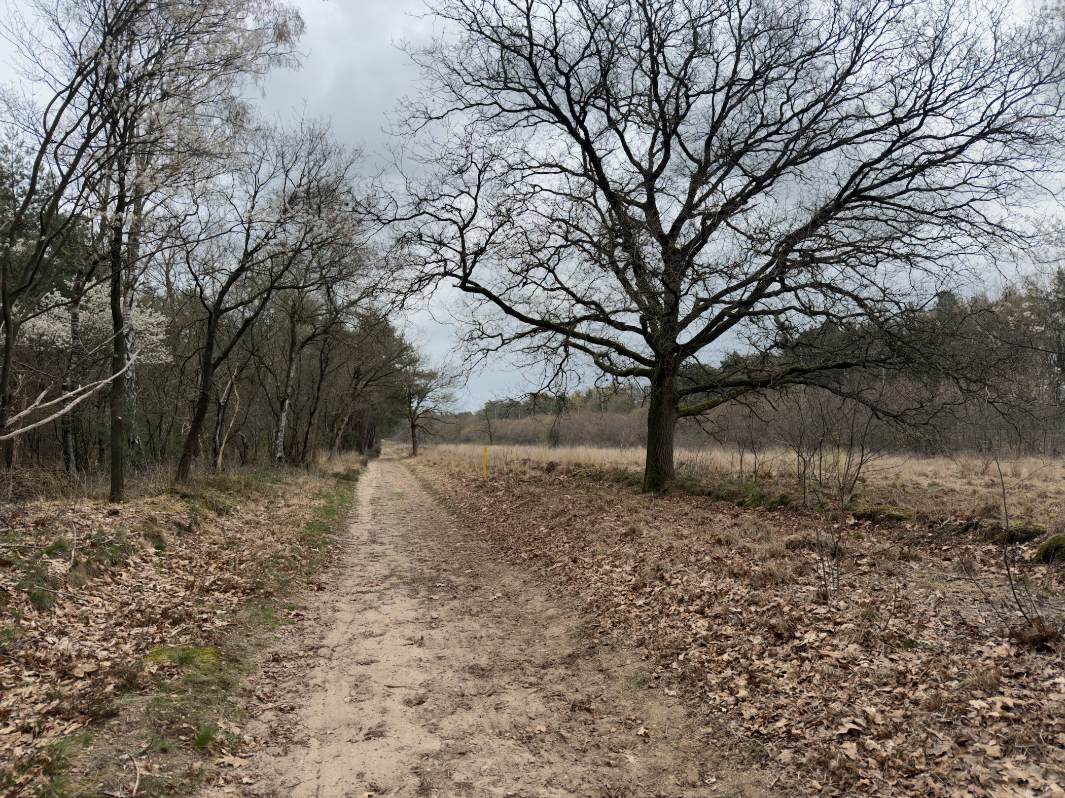 Sandy trail past a large bare oak tree on the edge of heathland