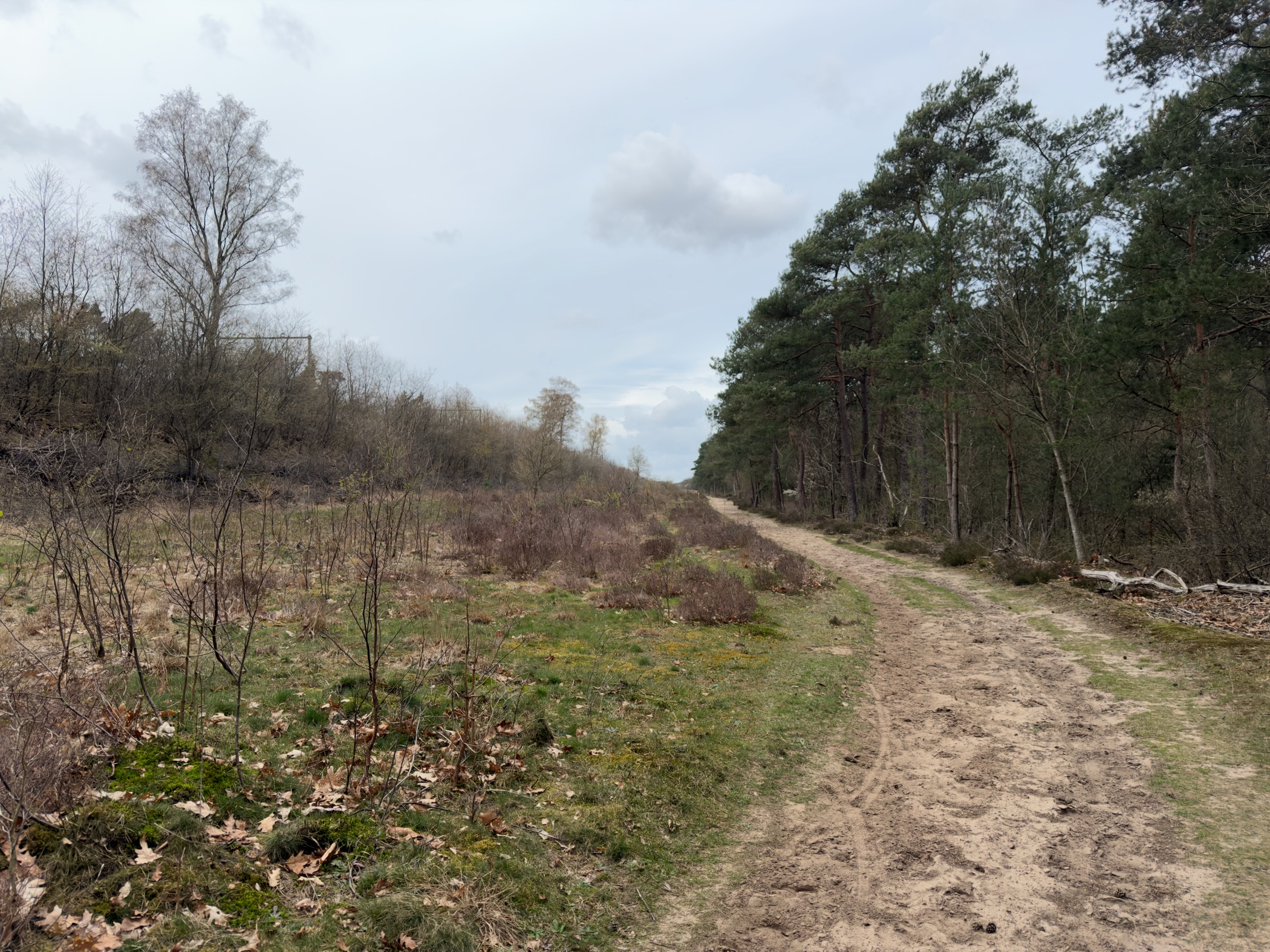 Sandy trail along the edge of scrubland and pine forest