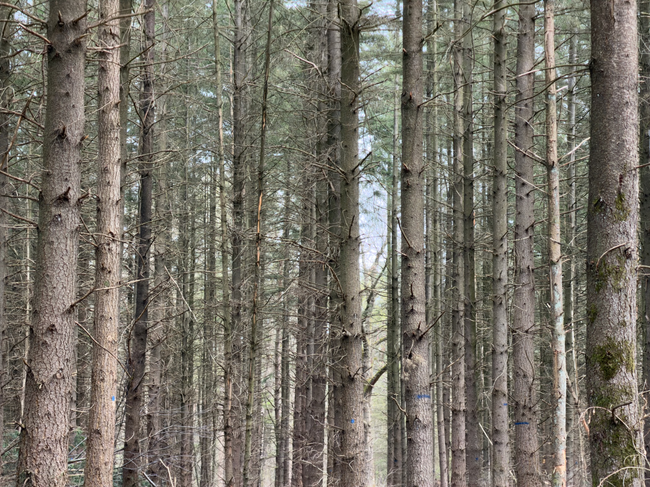 Dense rows of tall pine tree trunks