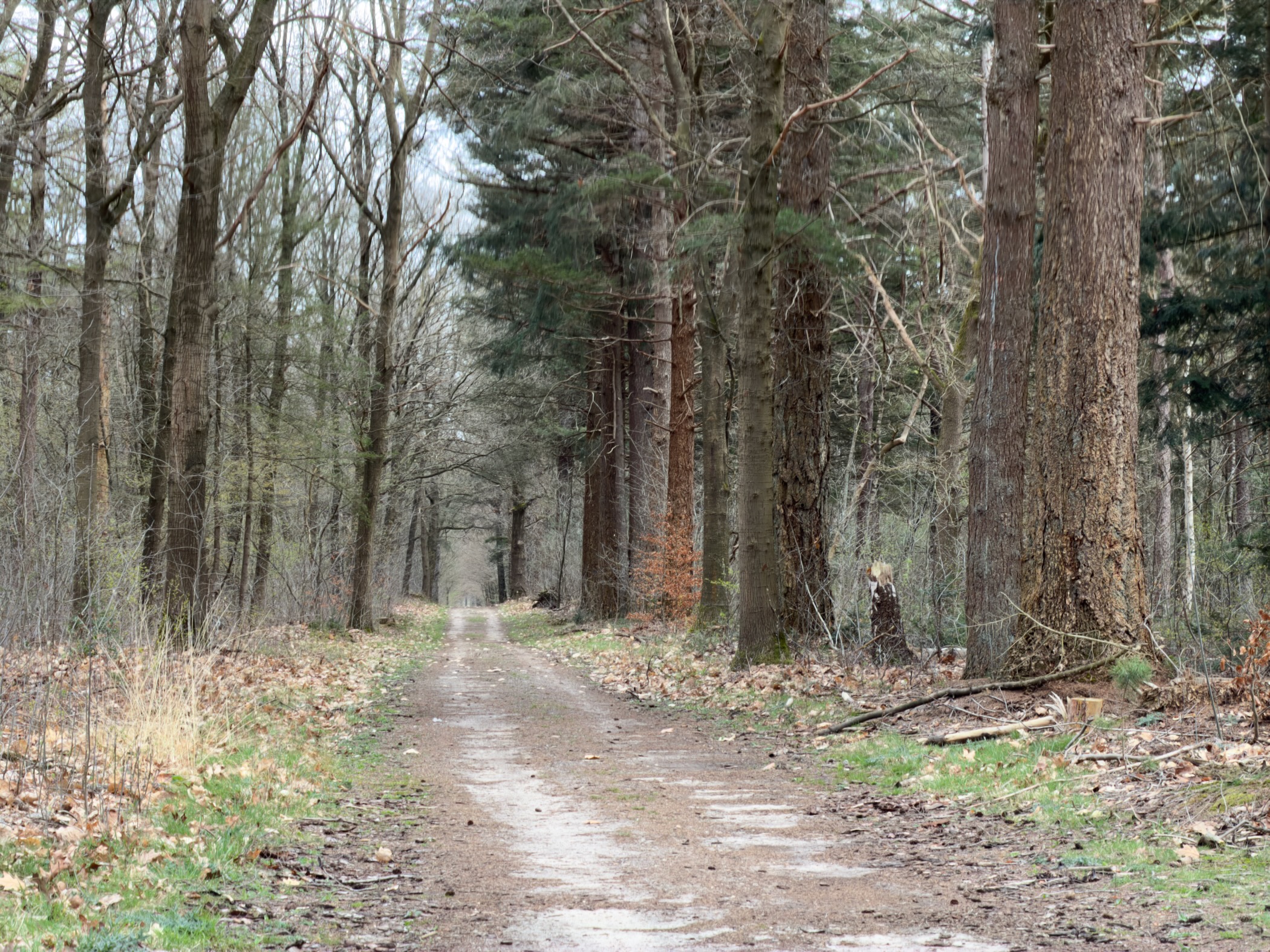 Wide forest track through tall pine and oak trees