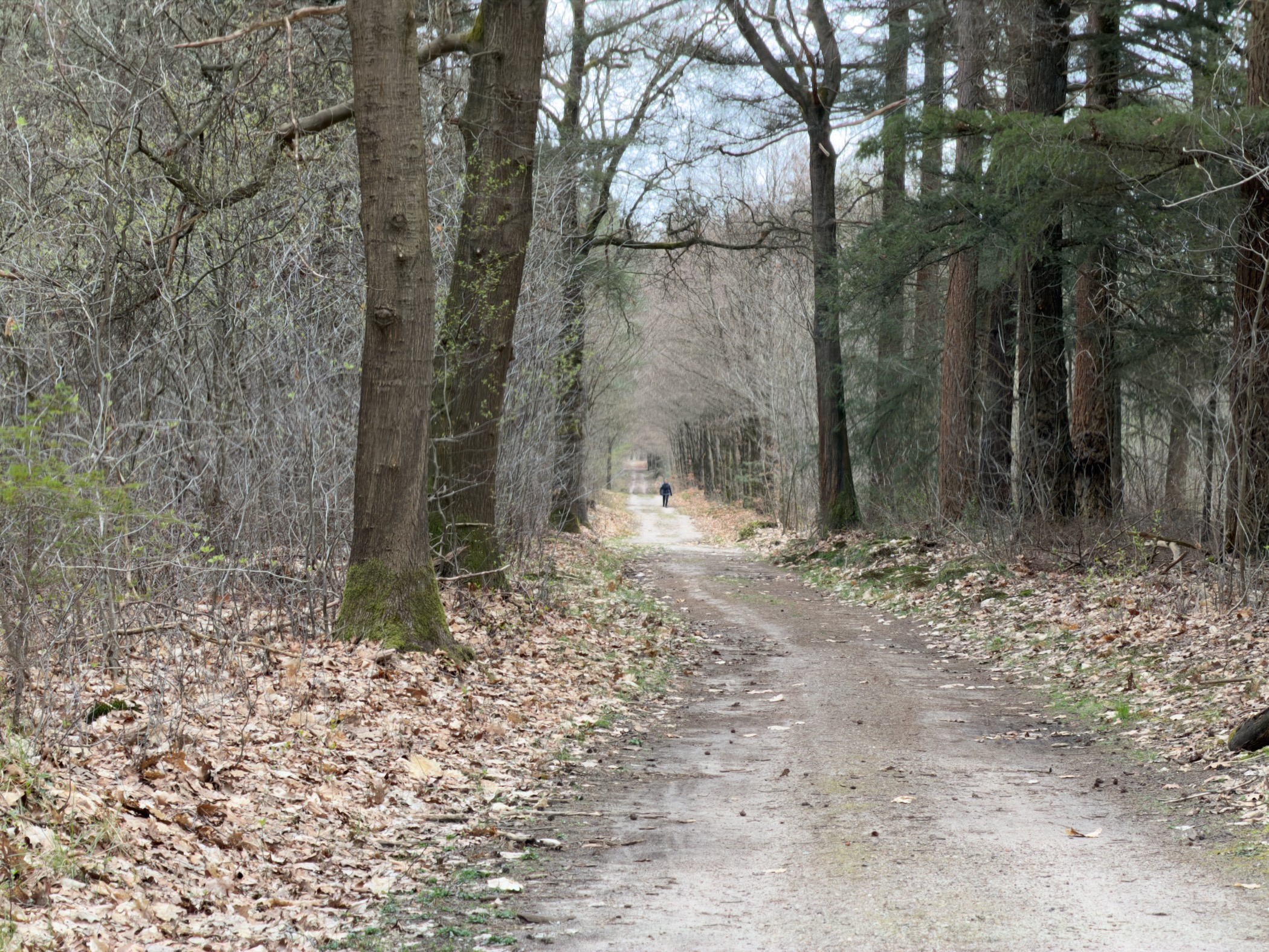 Forest path with a distant walker under a canopy of bare trees