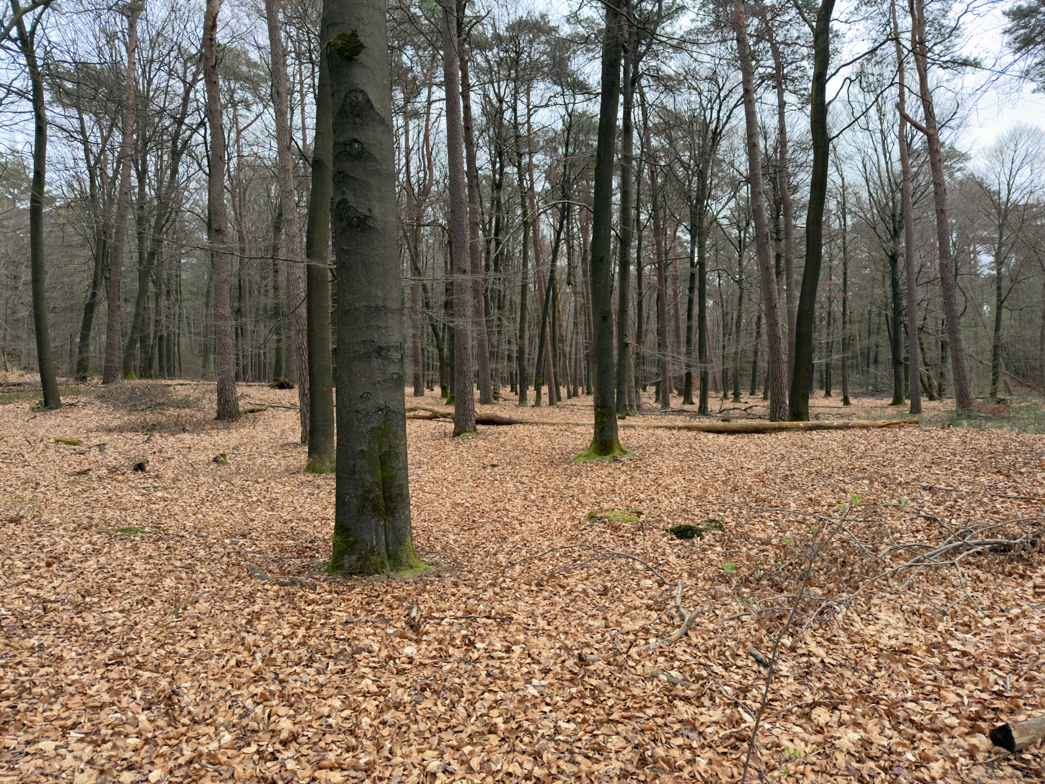 Open beech forest floor covered in fallen leaves