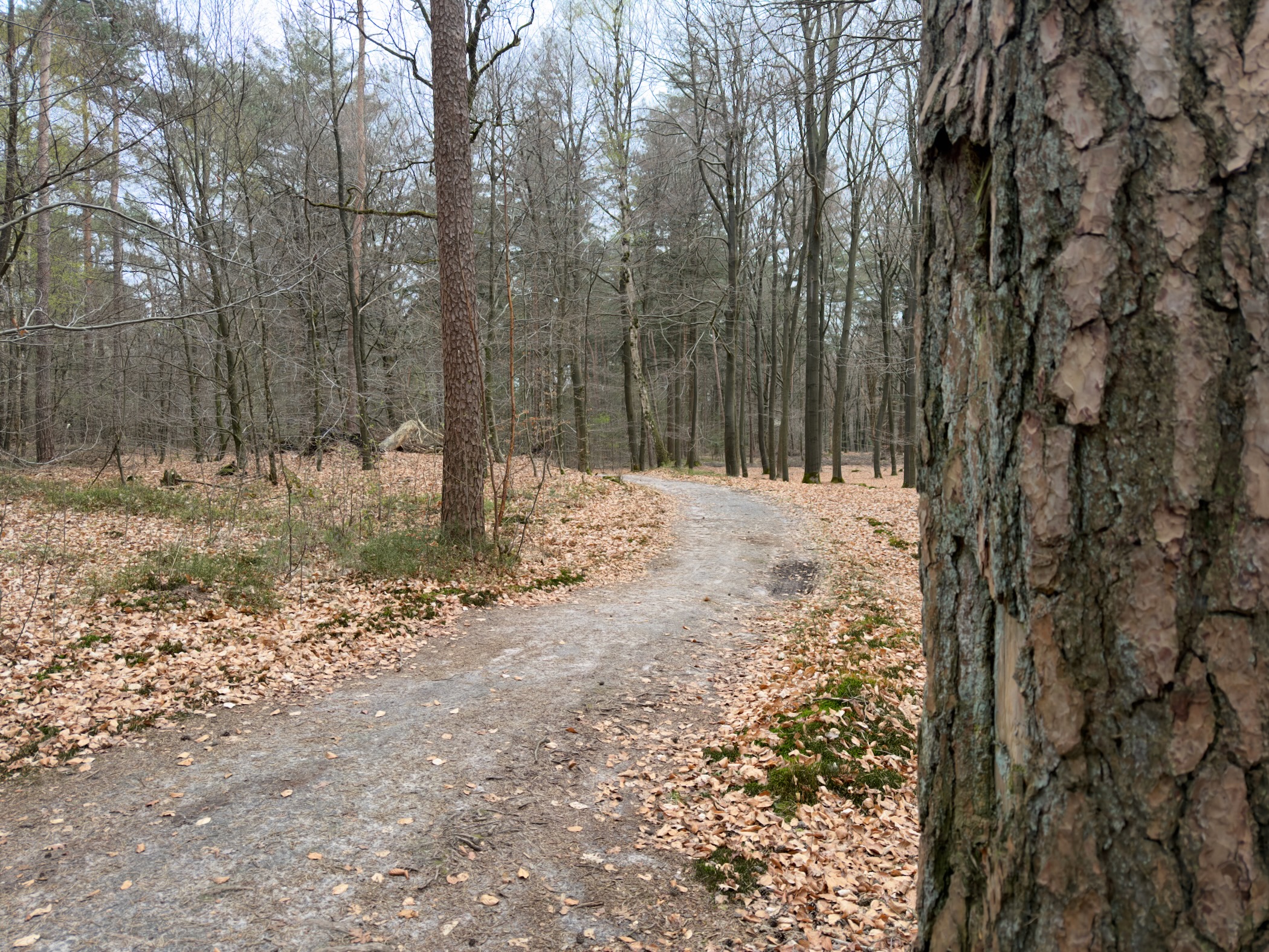 Winding path past a large pine tree trunk in mixed woodland