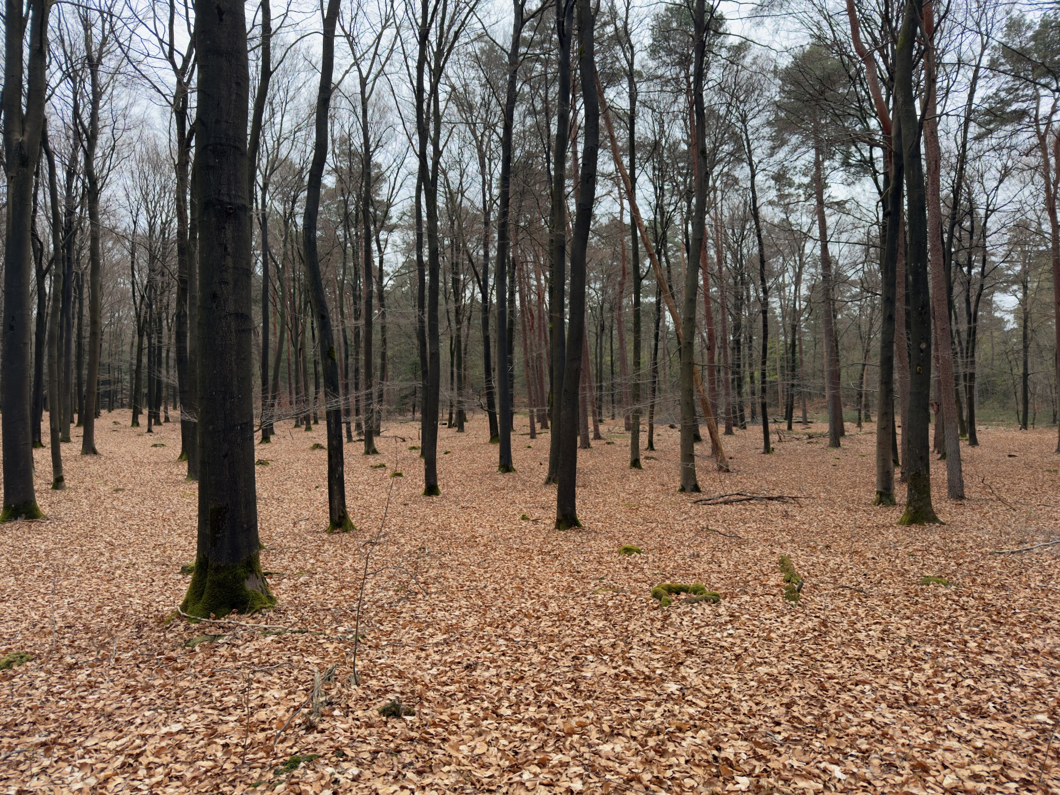 Open beech and oak forest with a thick carpet of fallen leaves