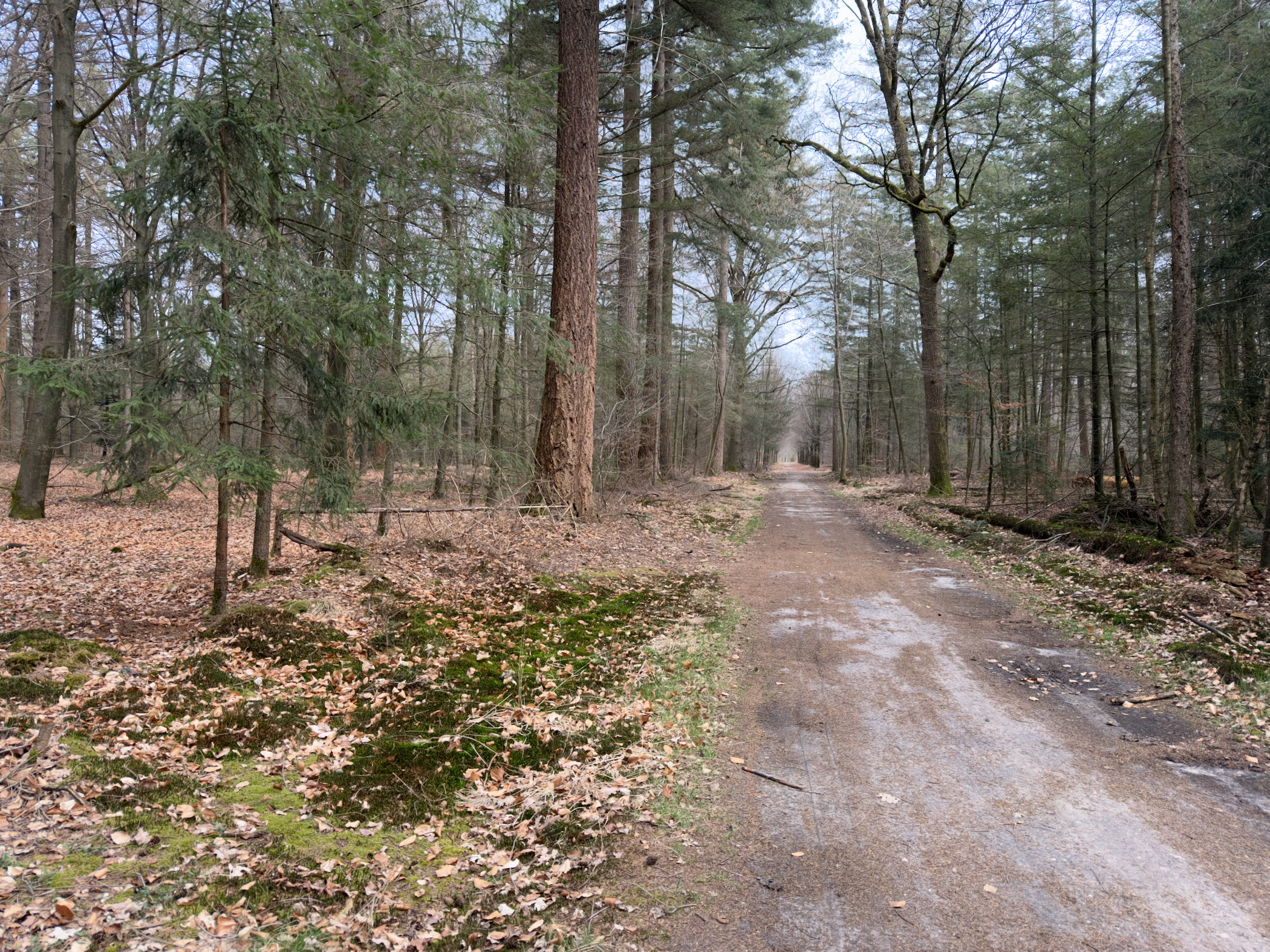 Wet forest track through pine woodland