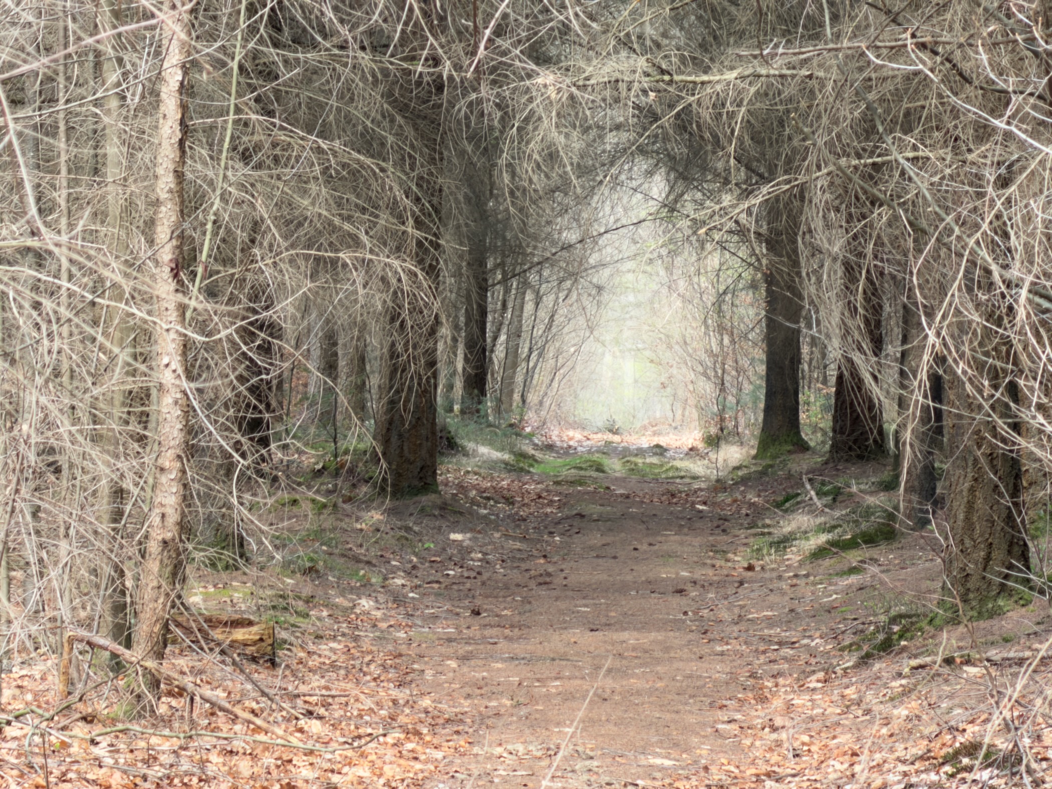 Tunnel-like path through dense bare branches creating an archway