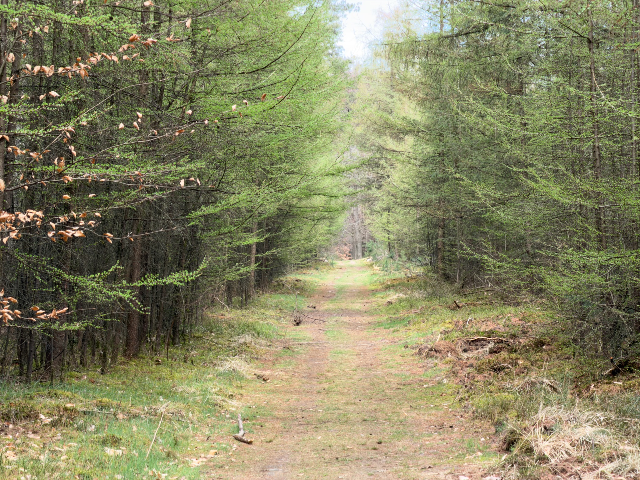Straight trail through a larch forest with fresh green spring needles