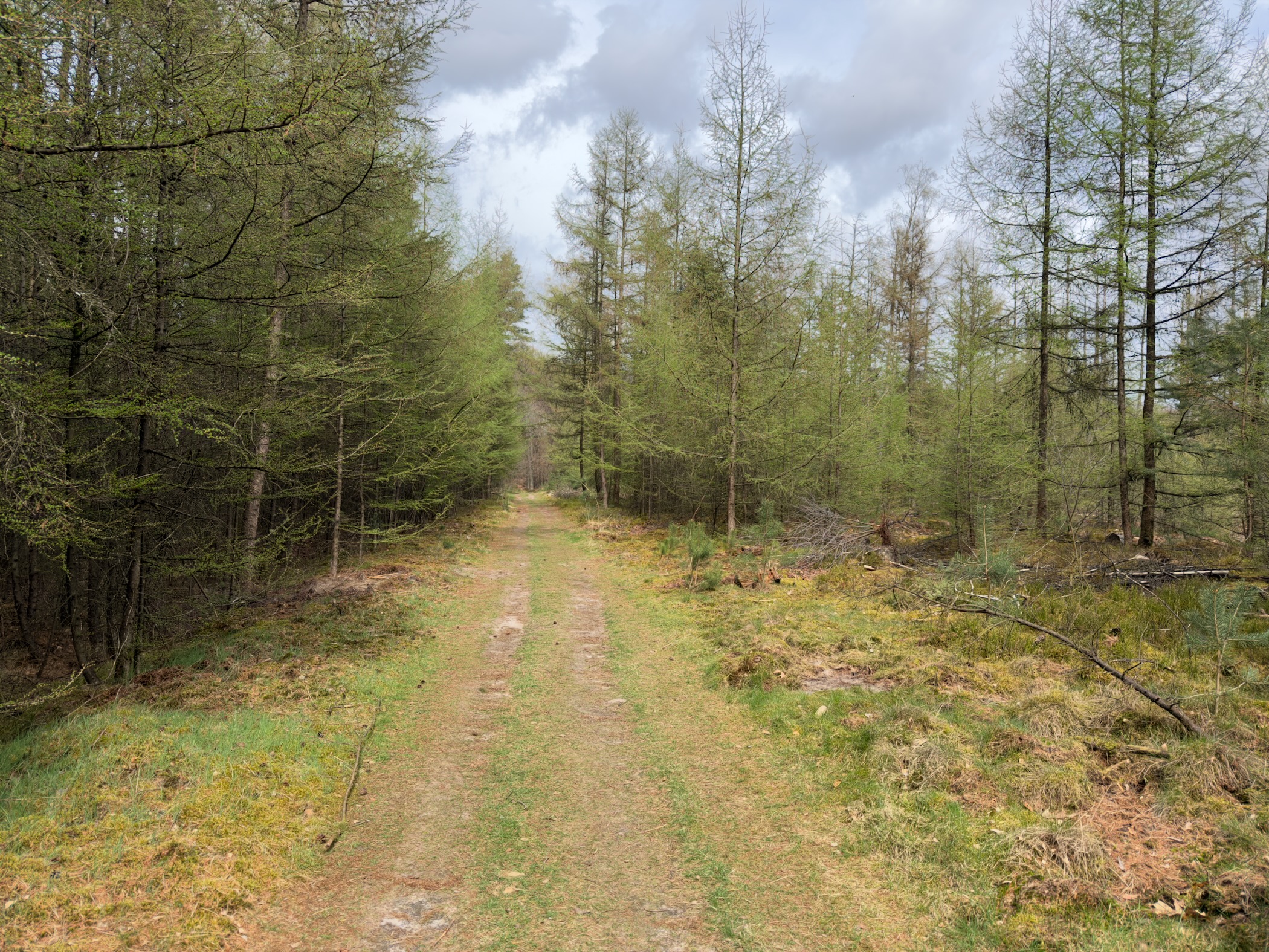 Grassy track through a larch forest with some felled trees