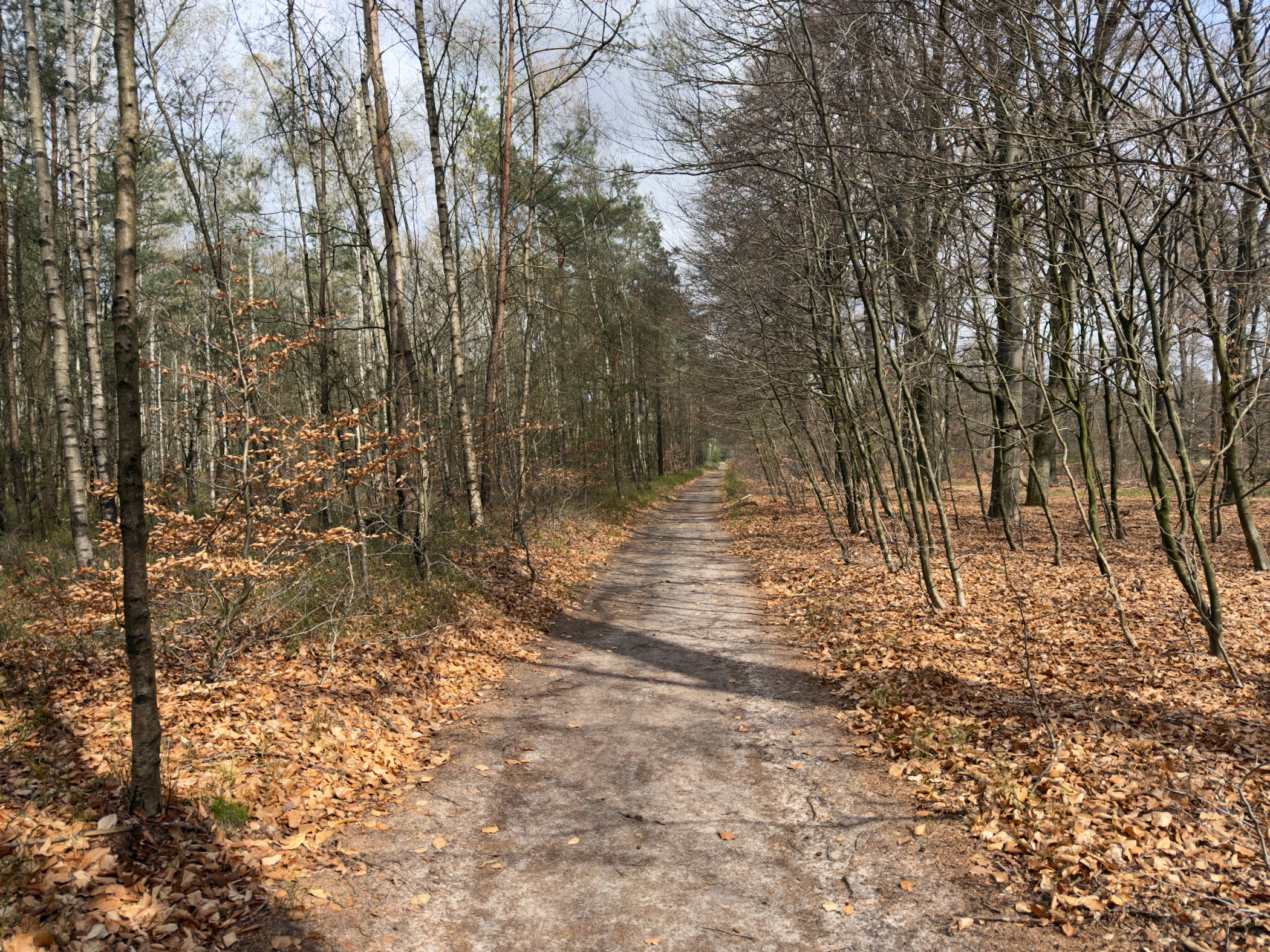 Leaf-covered trail through birch woodland