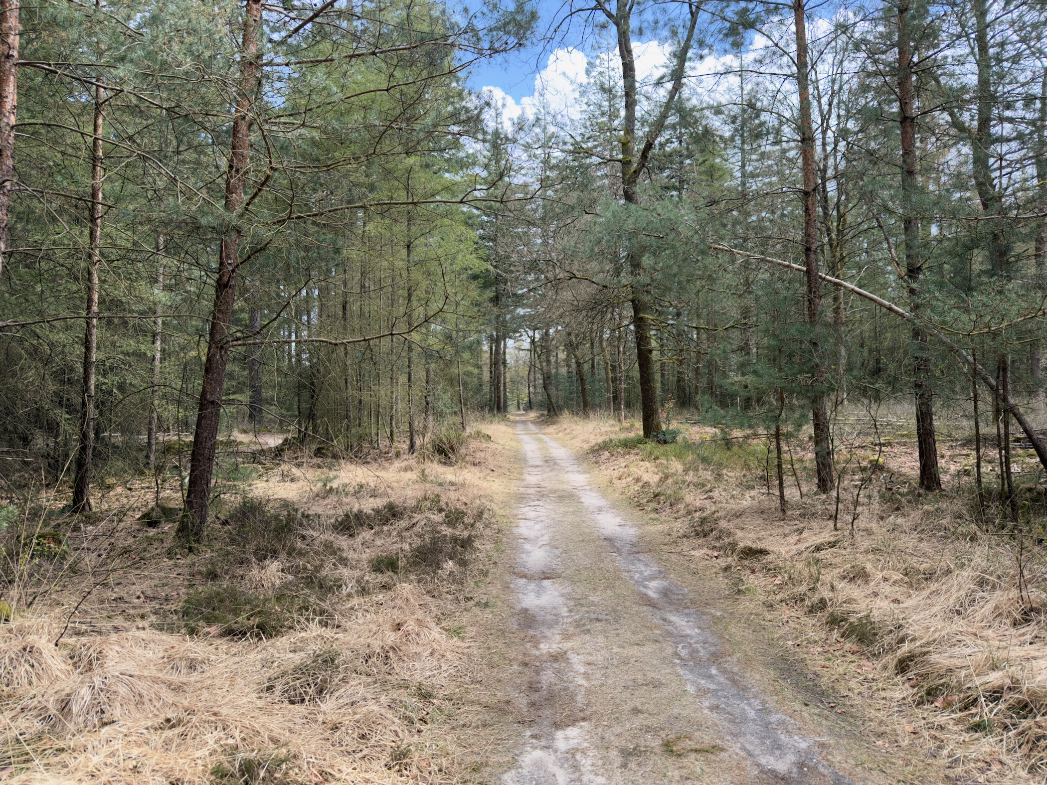 Wet sandy path through pine forest with dry grass