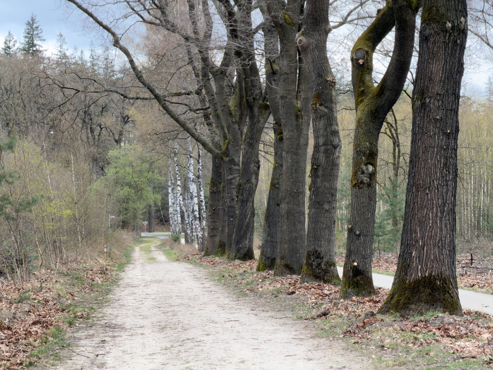 Path lined with old beech and birch trees