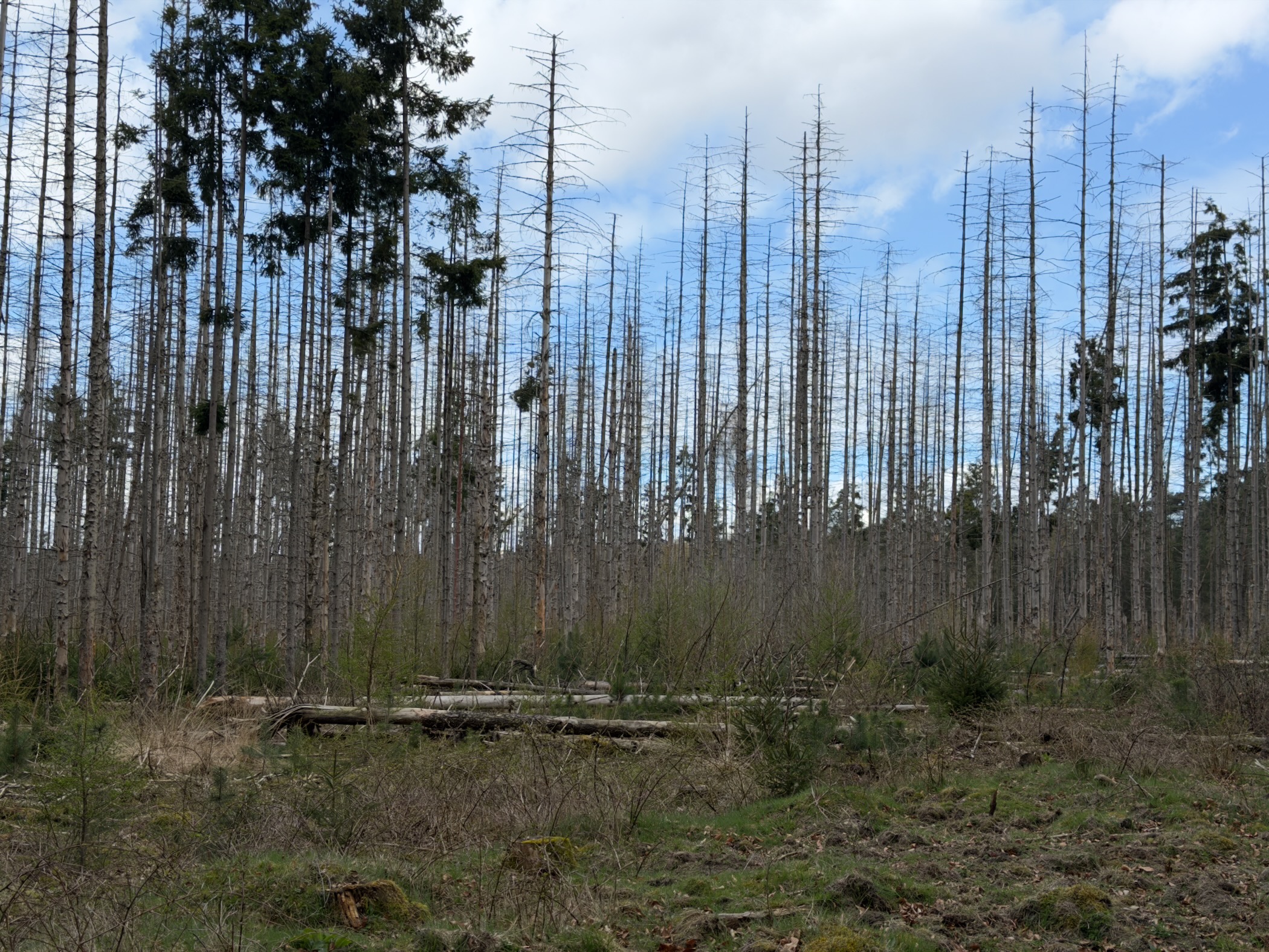 Dead standing spruce trees with new growth beneath in a forest clearing