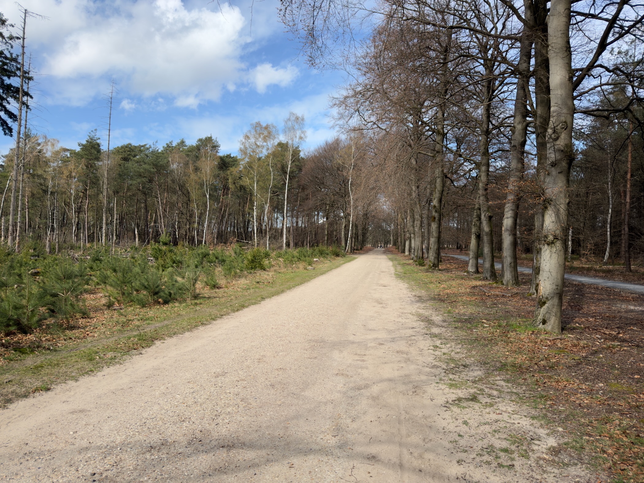 Wide sandy road through mixed birch and beech woodland