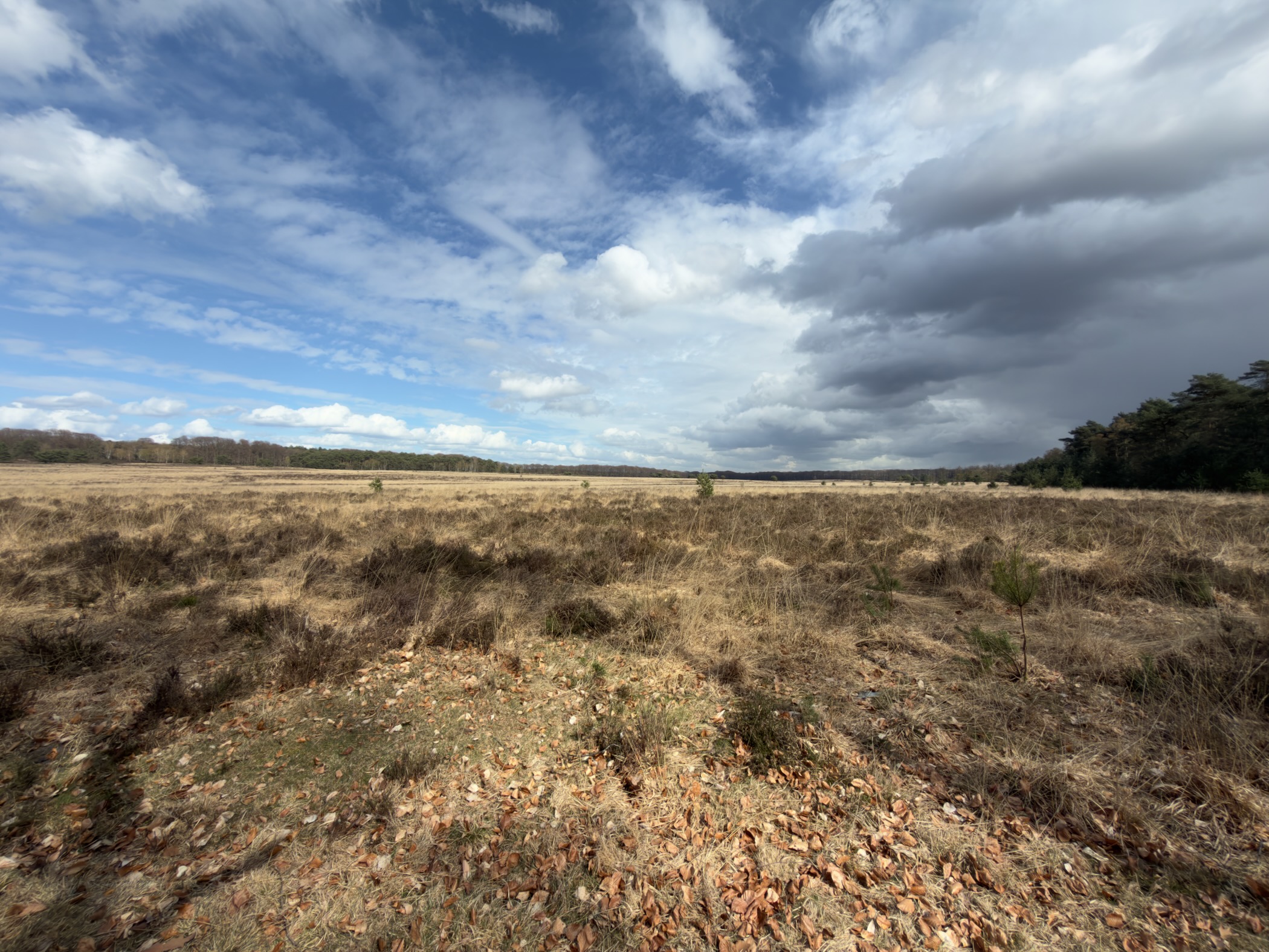 Expansive open heathland under dramatic clouds with forest on the horizon