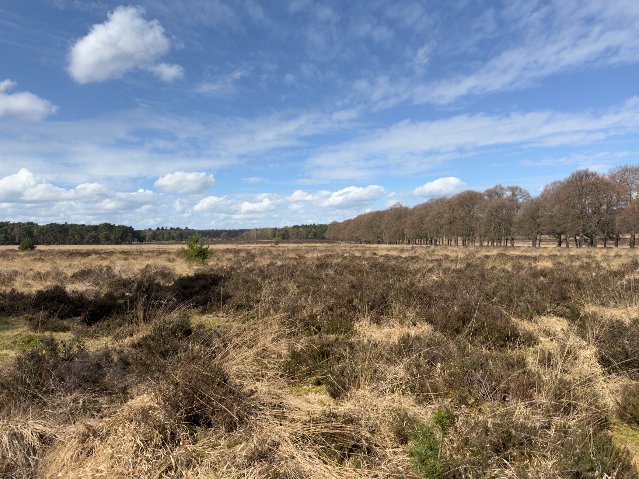 Wide heathland panorama with scattered trees under a blue sky with clouds